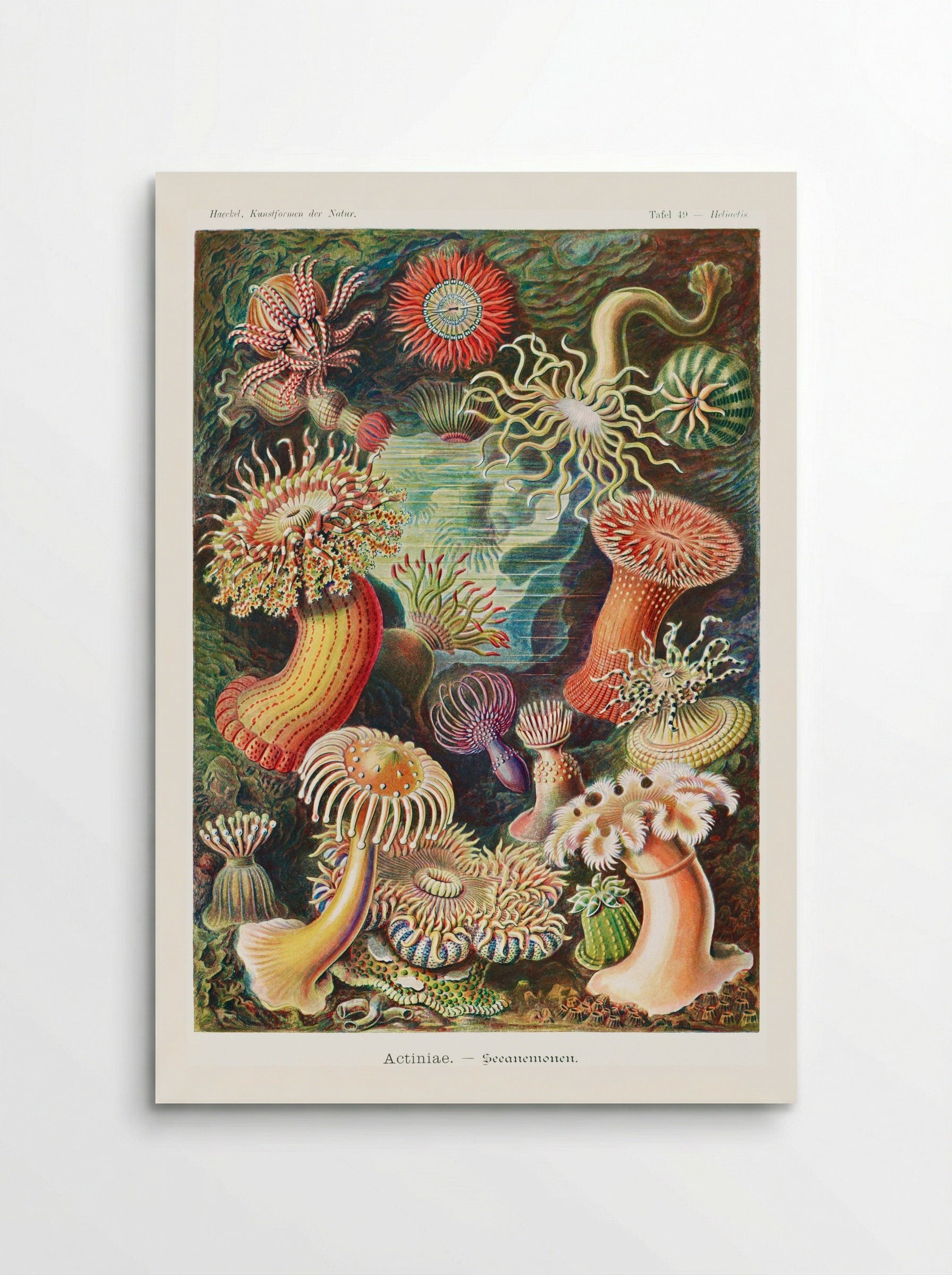 Actiniae-Seeanemonen (1904) - Ernst Haeckel - Poster