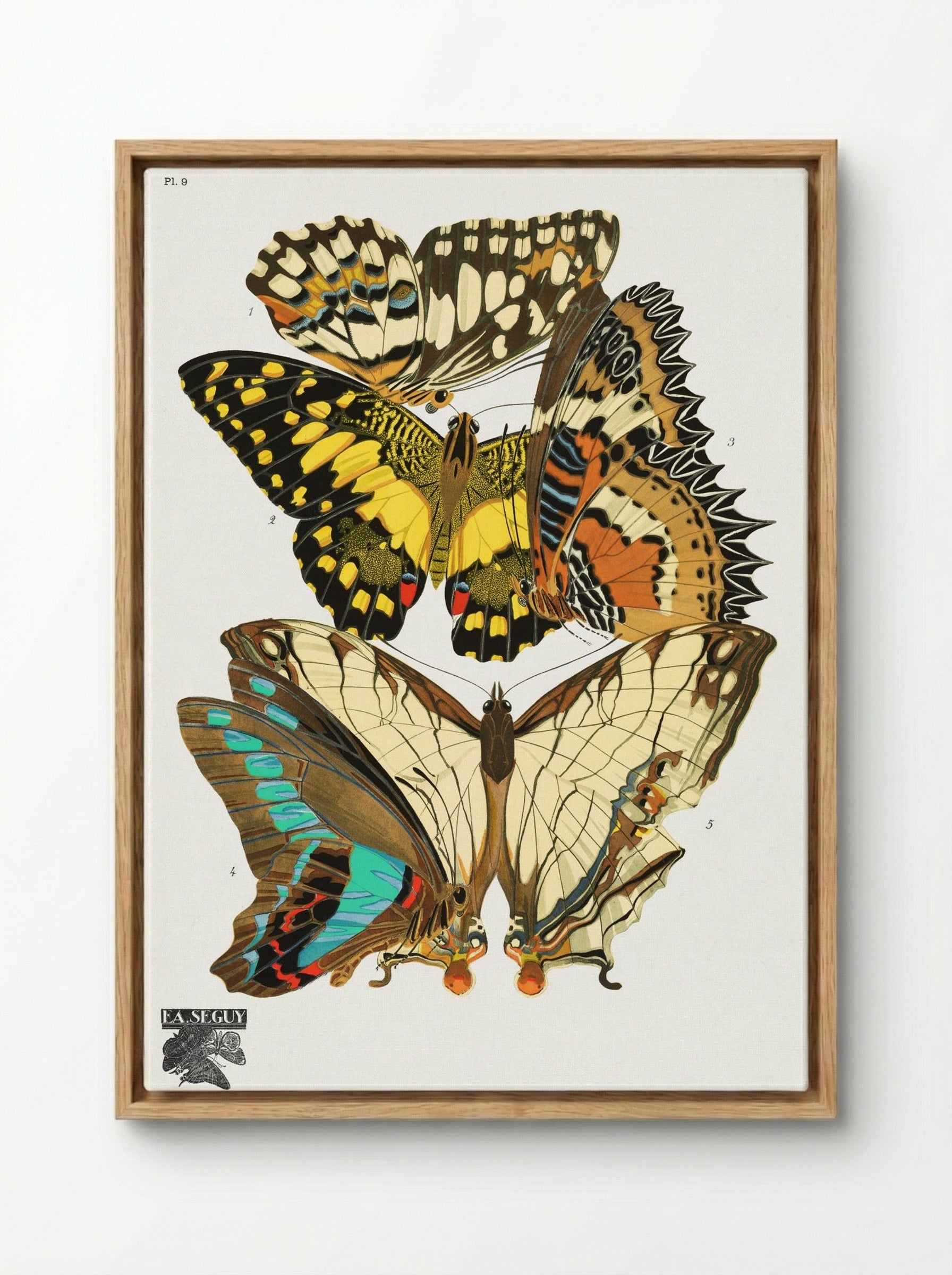 Séguy's Vintage Butterflies - Émile-Allain Séguy - Framed Canvas Wood