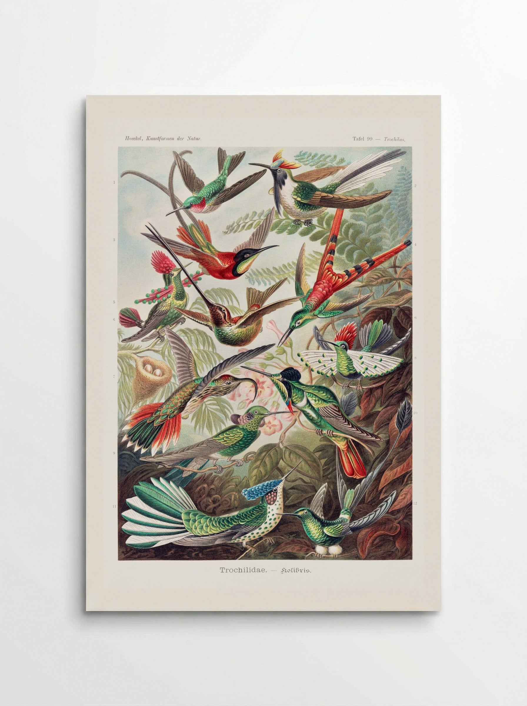 Trochilidae-Kolibris (1904) - Ernst Haeckel - Poster