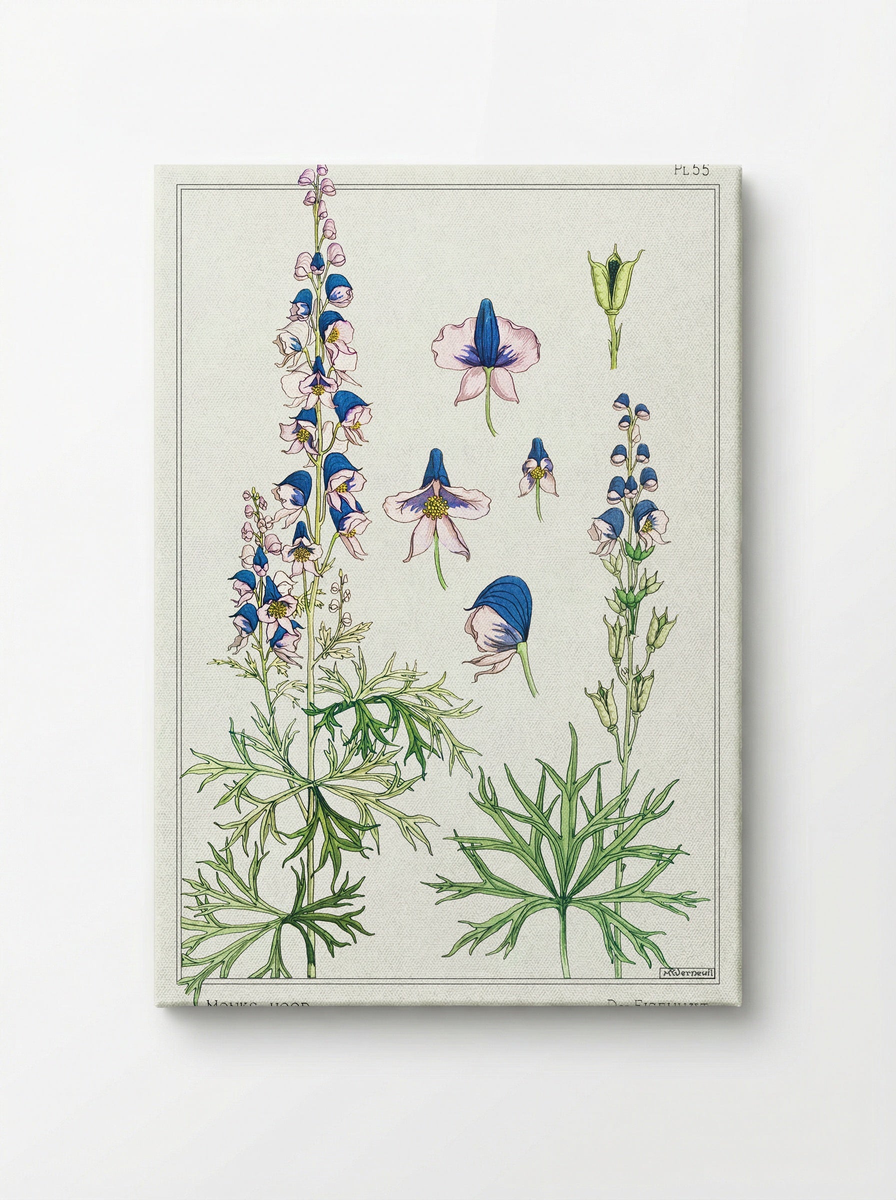 Aconite (Monkshood) - Maurice Pillard Verneuil - Canvas