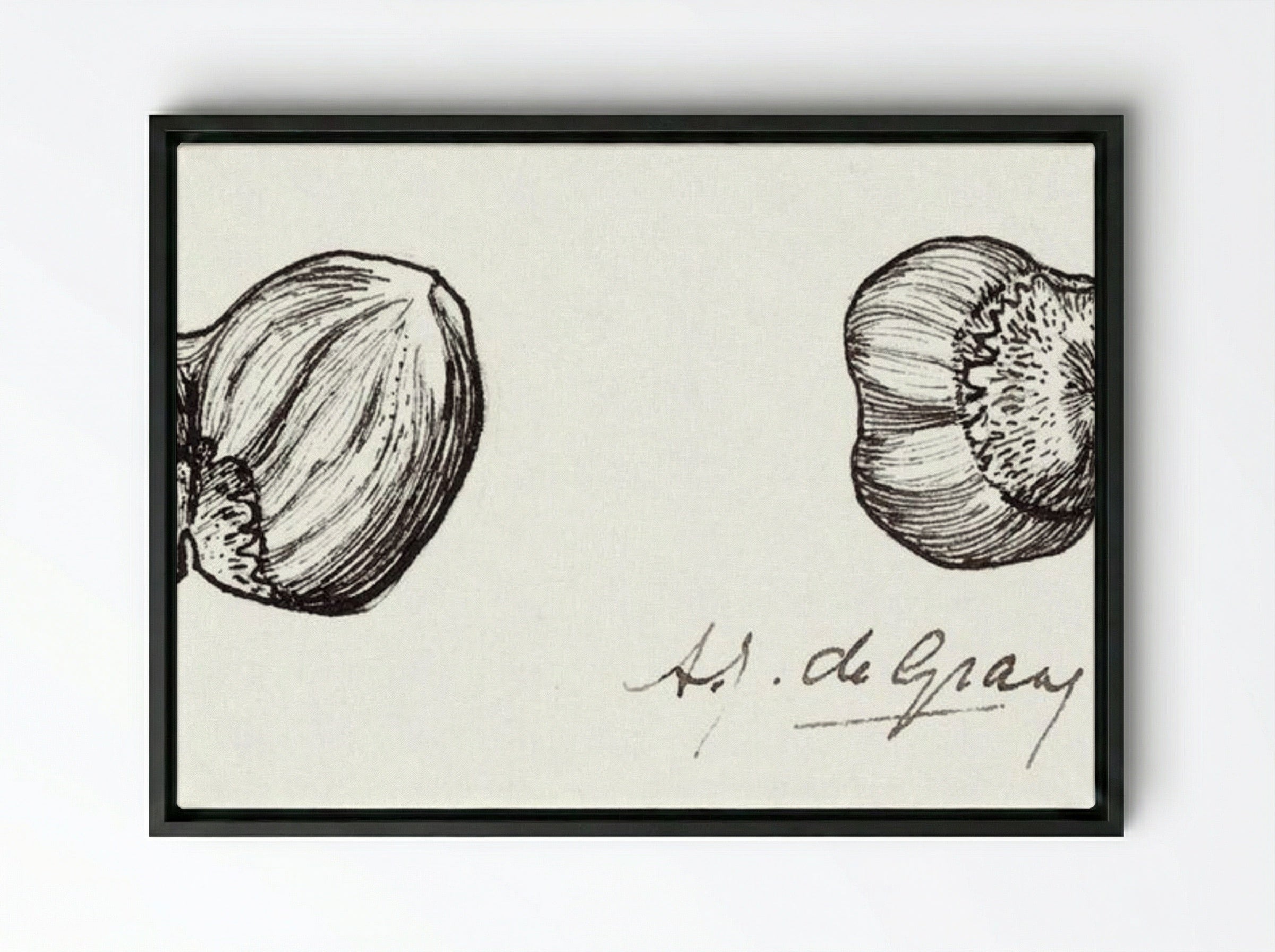 Study of Two Hazelnuts - Julie de Graag - Framed Canvas Black
