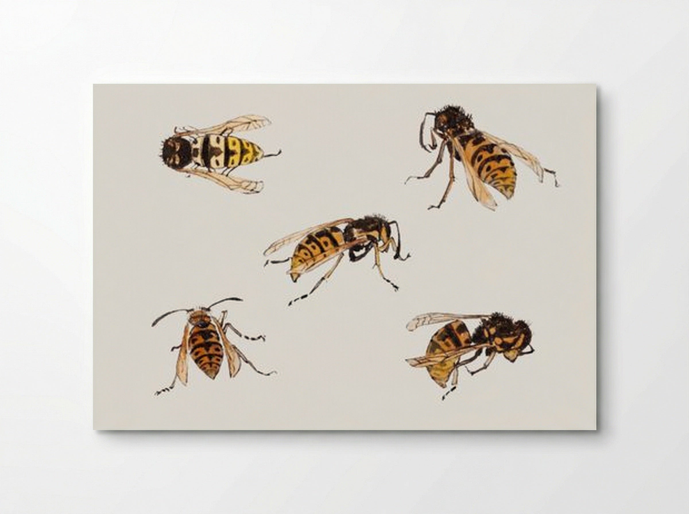 Studies of Wasps - Julie de Graag - Poster