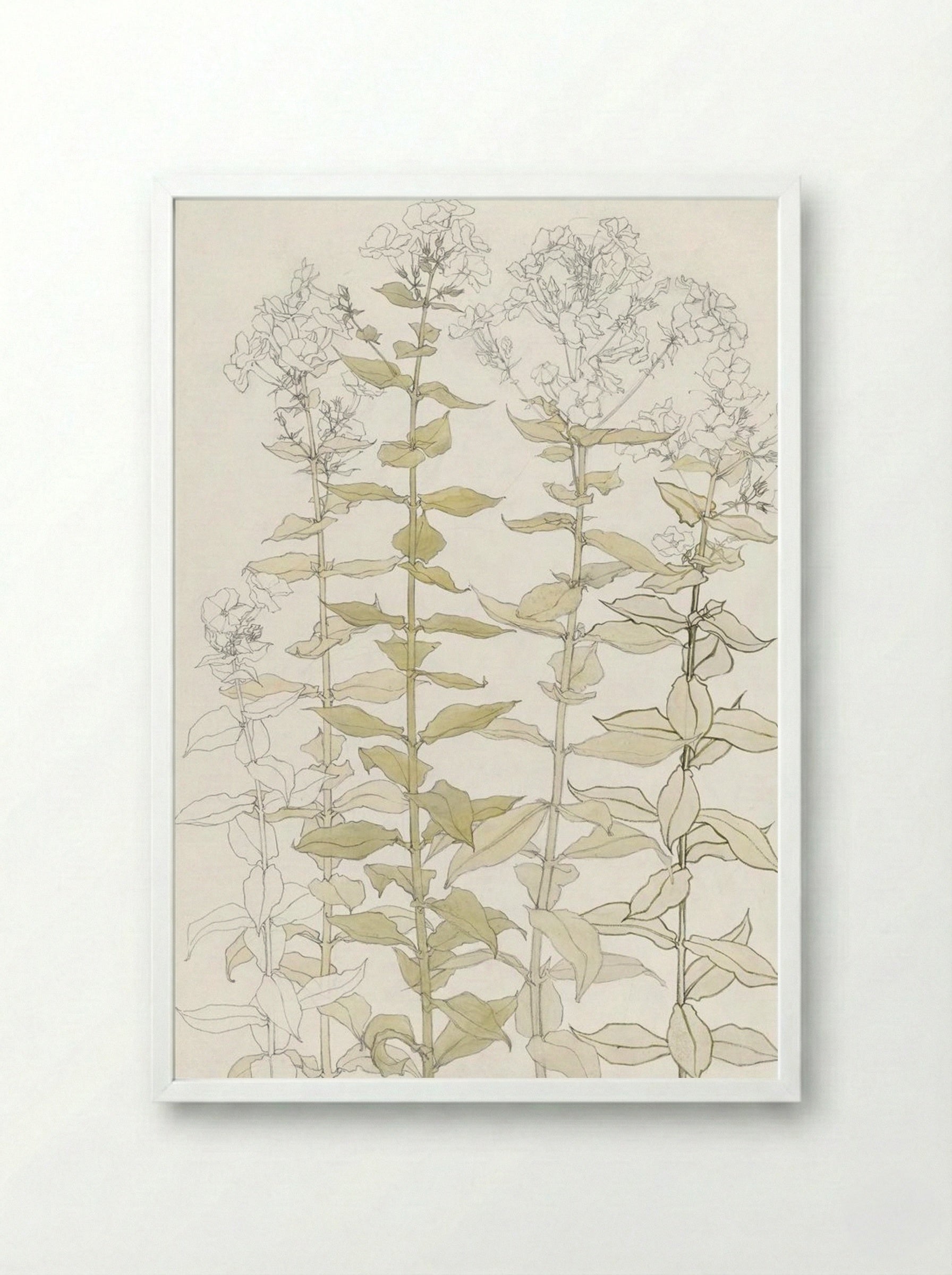 Phlox (Colour Sketch) - Julie de Graag - Framed Print White