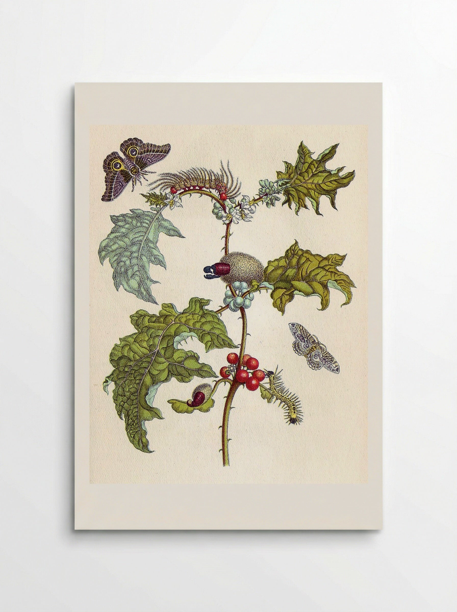 from Metamorphosis insectorum Surinamensium - Maria Sibylla Merian - Poster