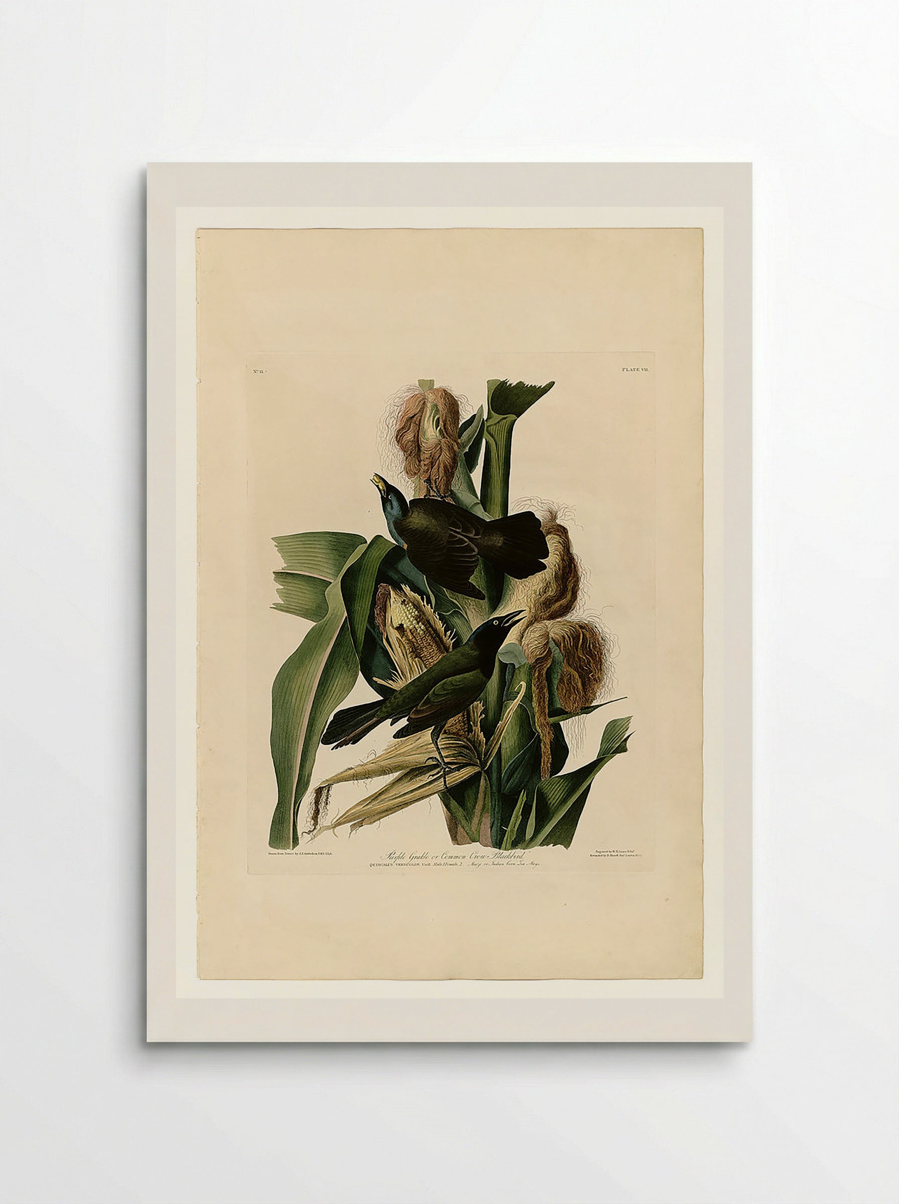 Plate 7. Purple Grakle or Common Crow Blackbird - John James Audubon - Poster