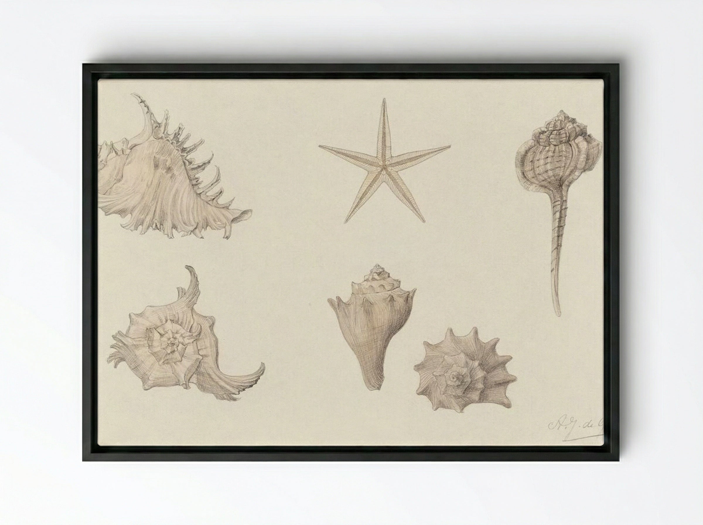 Shells - Julie de Graag - Framed Canvas Black