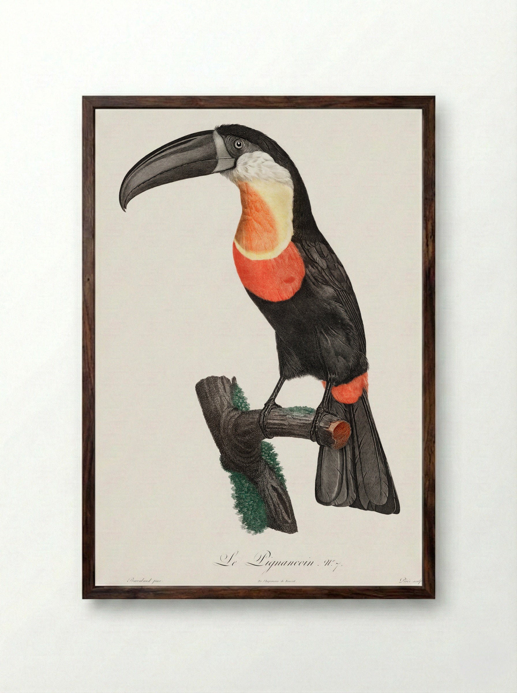 Toucan - Jacques Barraband - Framed Print Dark Wood