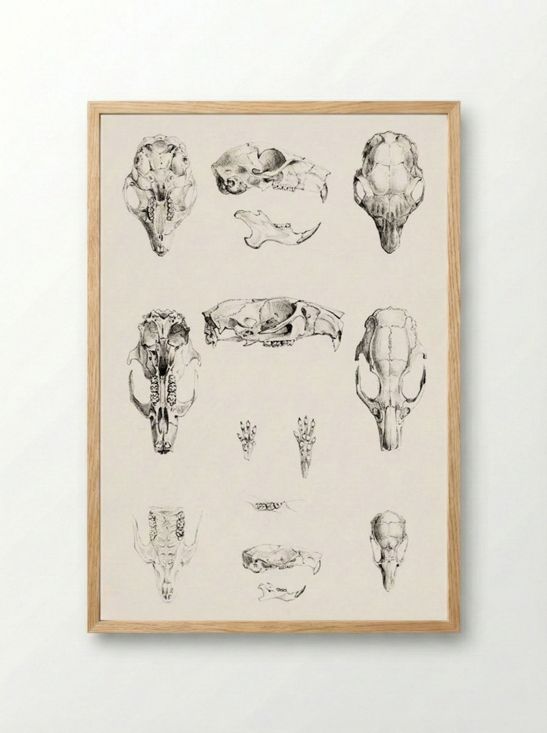 Knaagdierschedels (Rodent Skulls) - Theo van Hoytema - Framed Print Wood