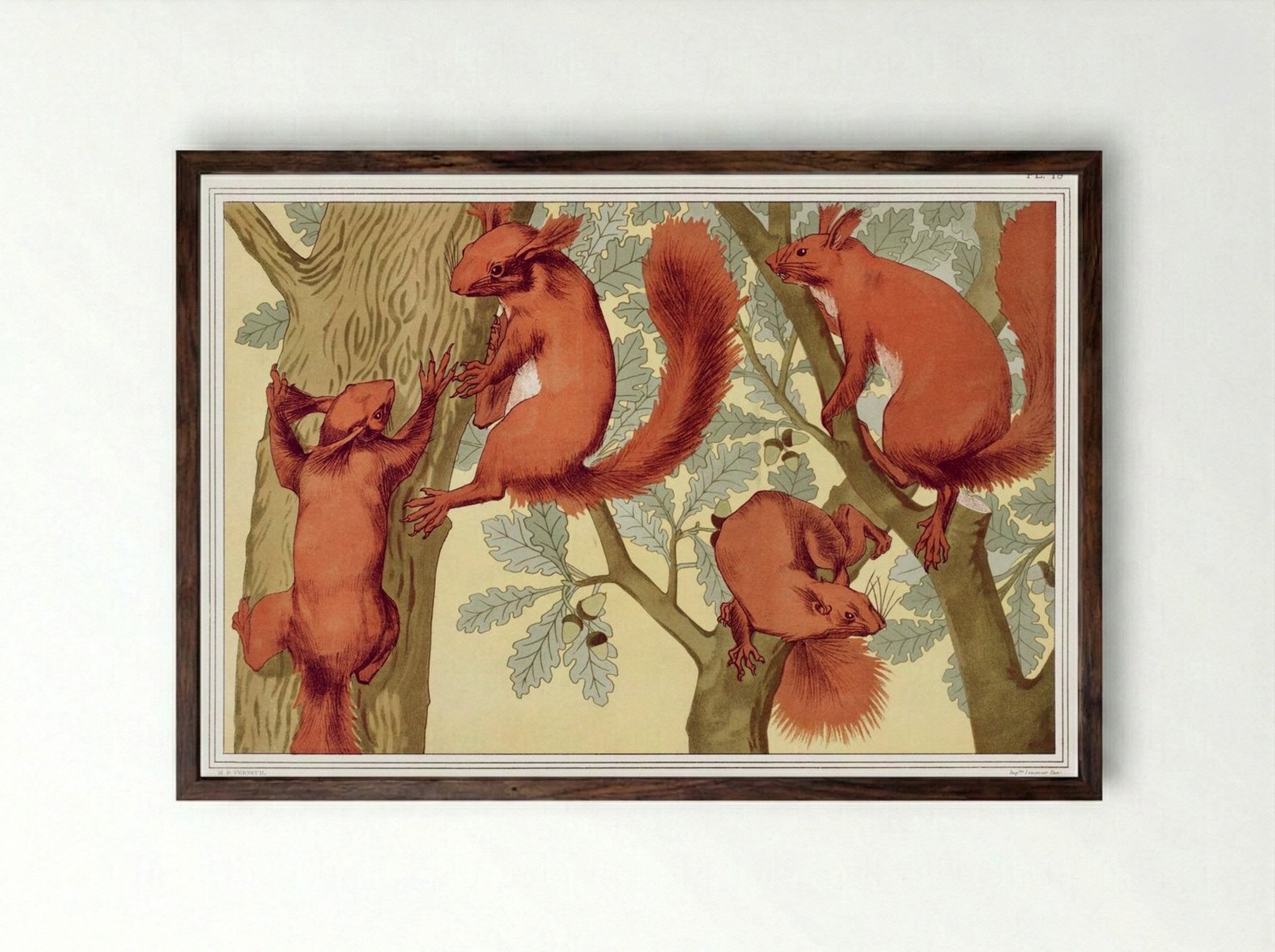 Écureuils (Squirrels) from L'animal dans la décoration - Maurice Pillard Verneuil - Framed Print Dark Wood
