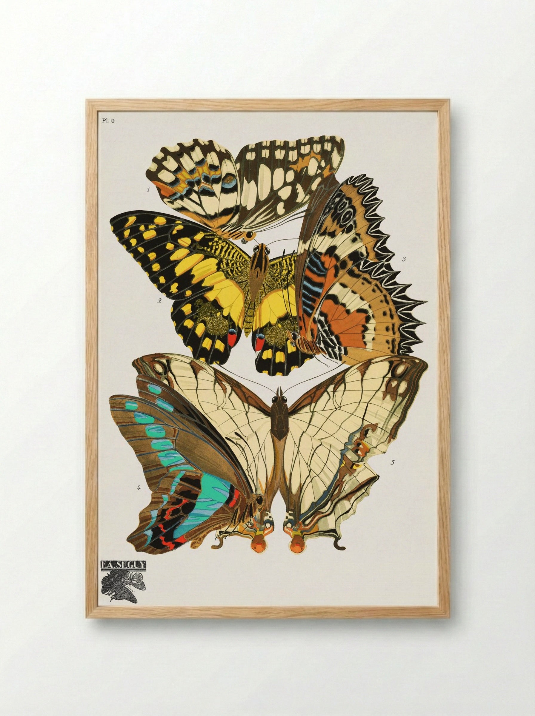 Séguy's Vintage Butterflies - Émile-Allain Séguy - Framed Print Wood