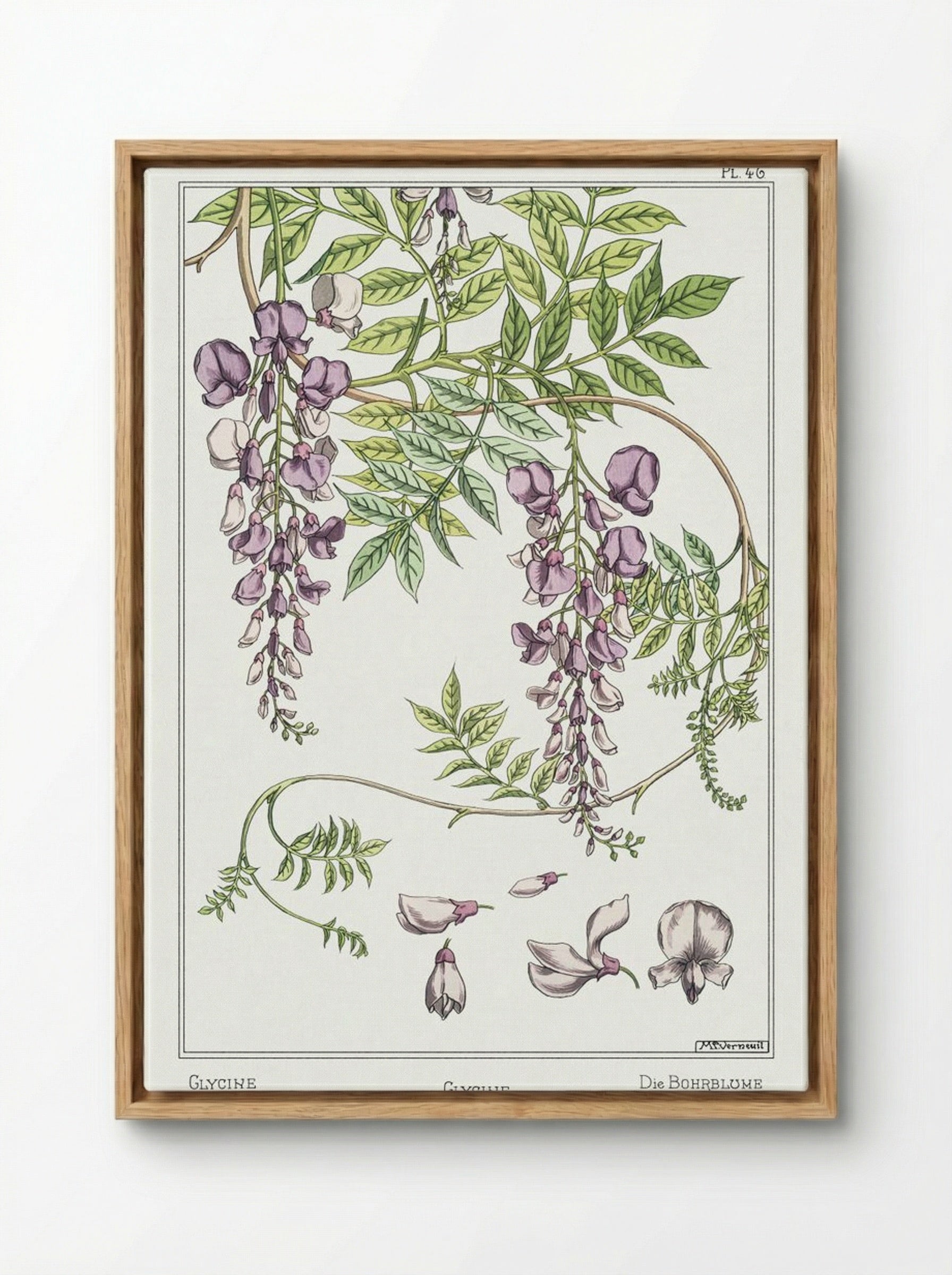 Glycine, Wisteria - Maurice Pillard Verneuil - Framed Canvas Wood