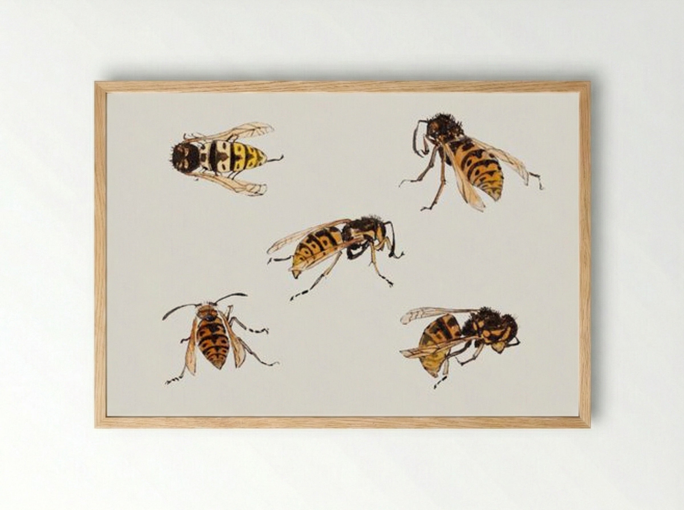 Studies of Wasps - Julie de Graag - Framed Print Wood