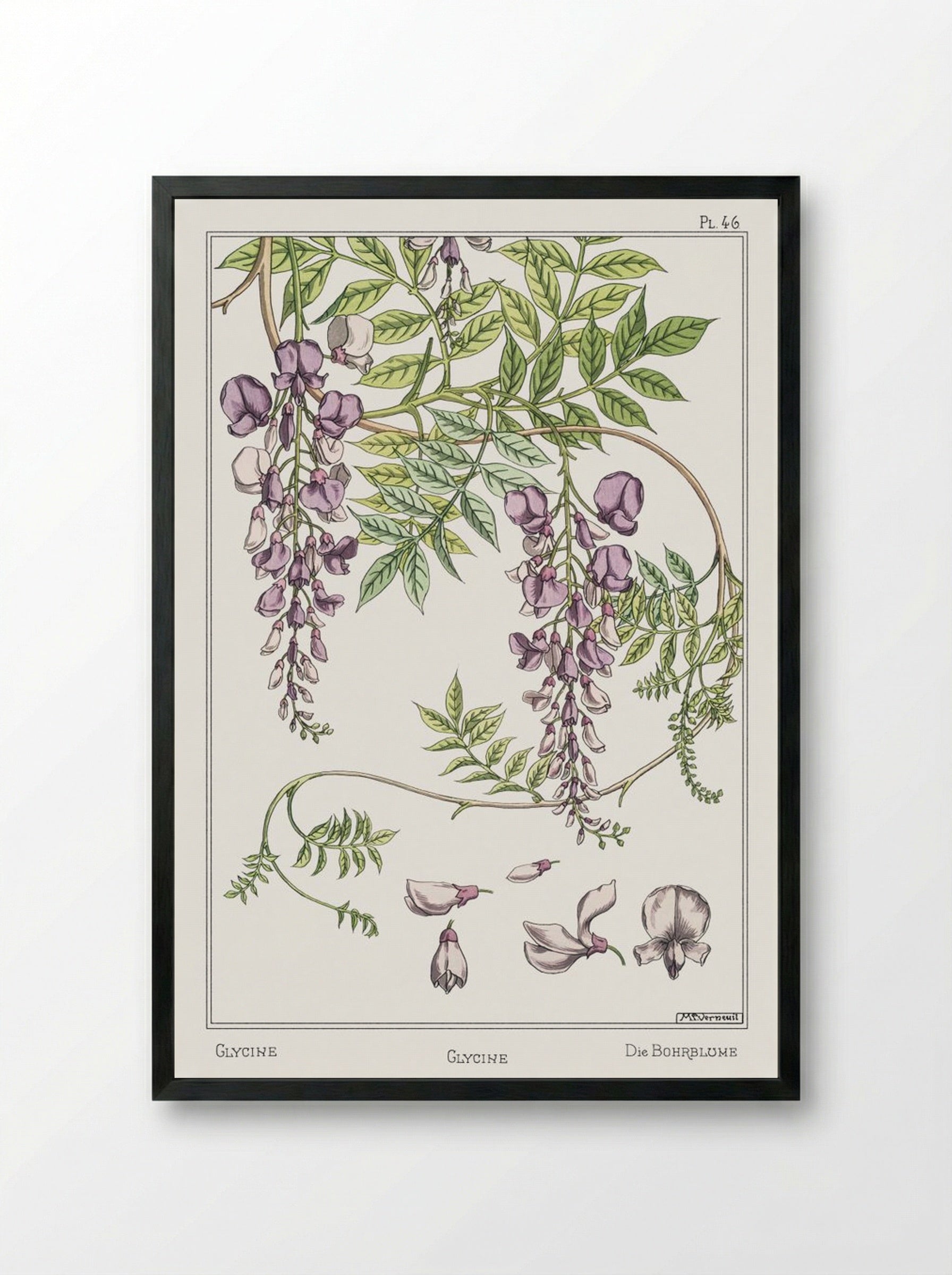 Glycine, Wisteria - Maurice Pillard Verneuil - Framed Print Black