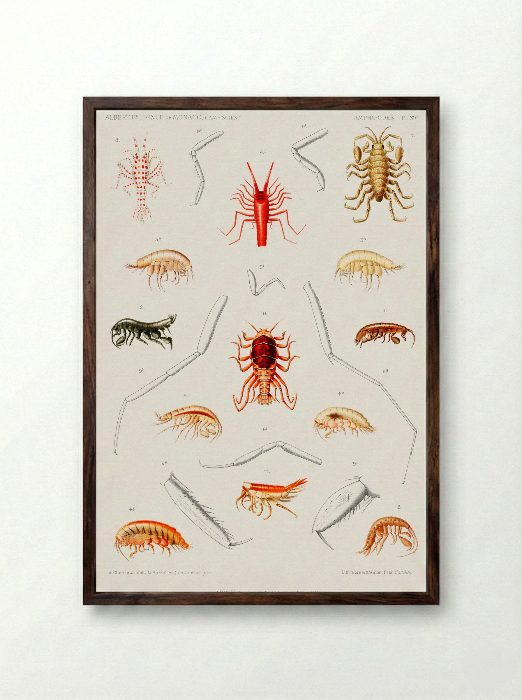 Amphipods of the North Atlantic - Albert I of Monaco - Framed Print Dark Wood