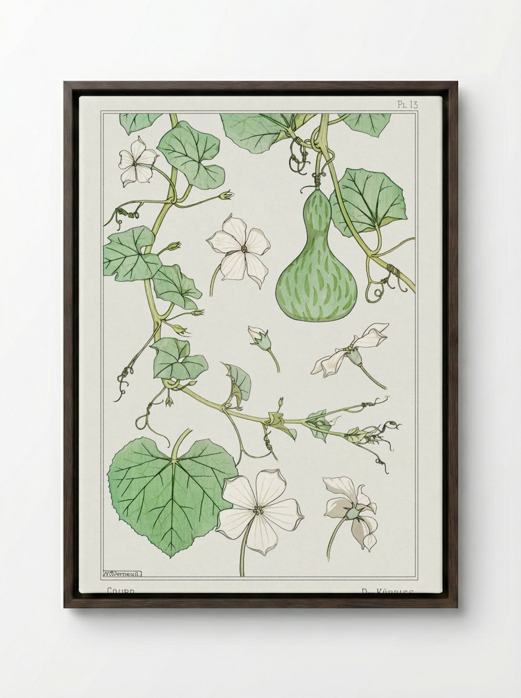Courge (White-Flowered Gourd) - Maurice Pillard Verneuil - Framed Canvas Dark Wood