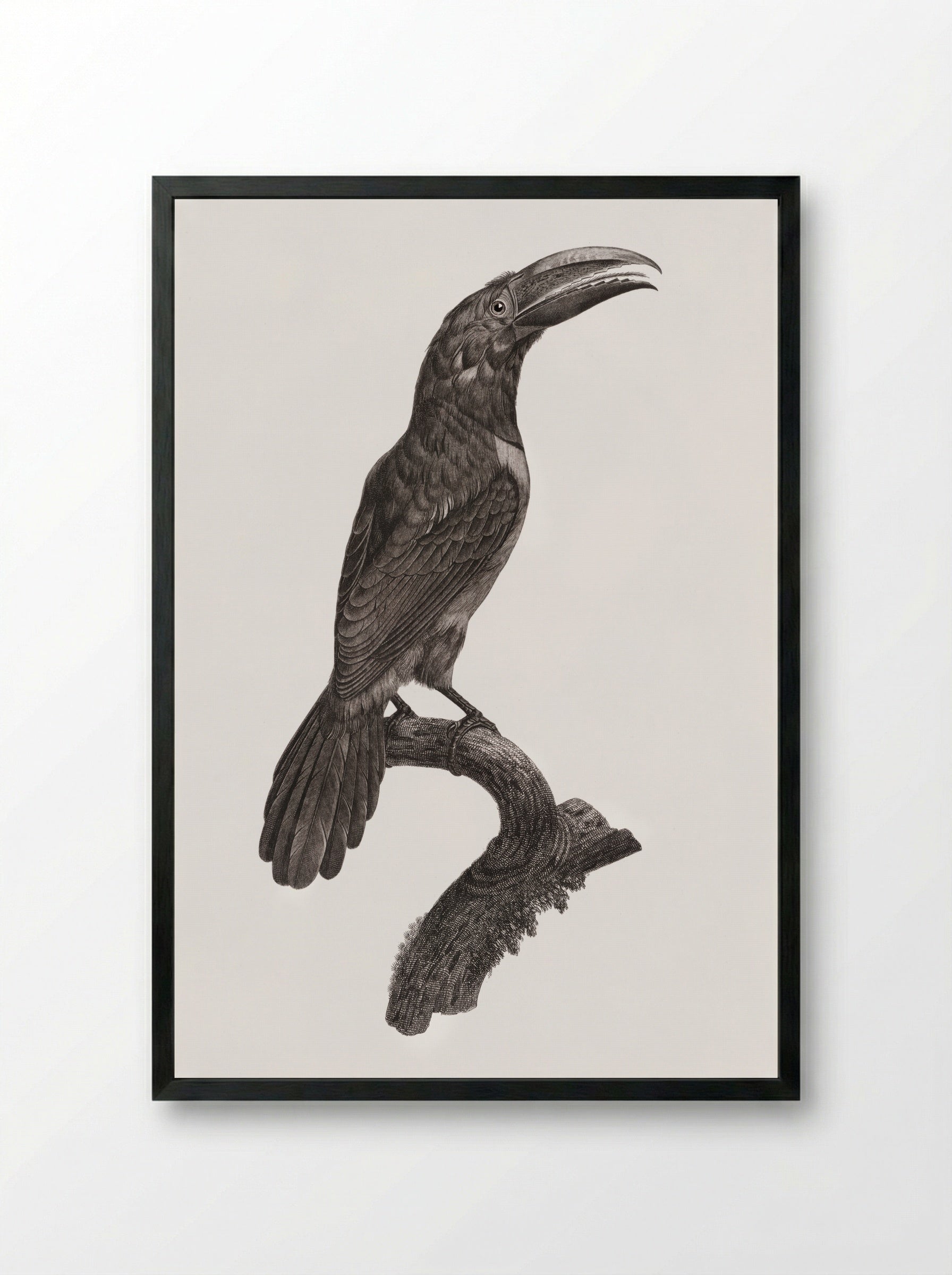 Green Aracari - Jacques Barraband - Framed Print Black