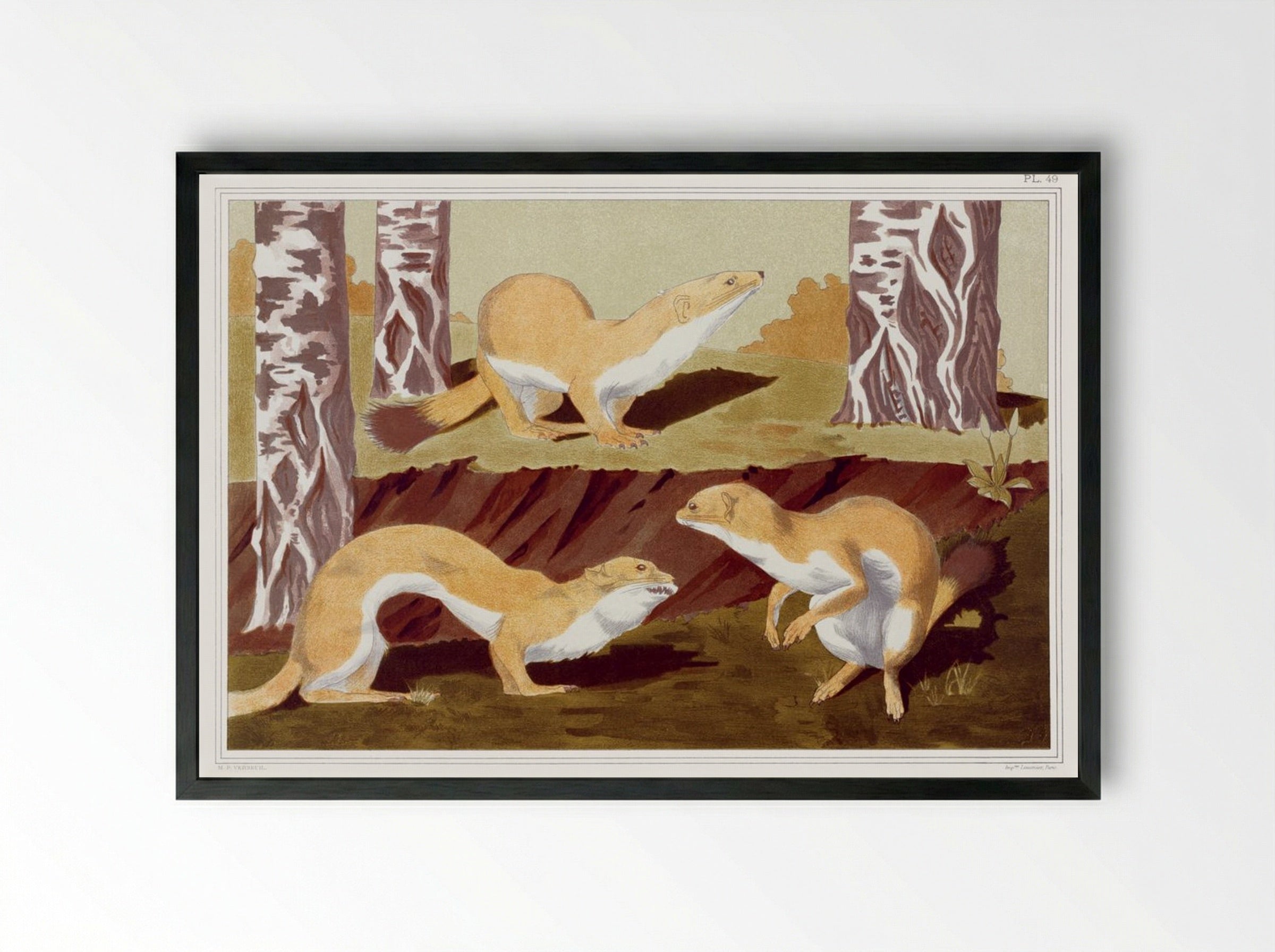 Hermines Vulgaires (Common Stoats) - Maurice Pillard Verneuil - Framed Print Black