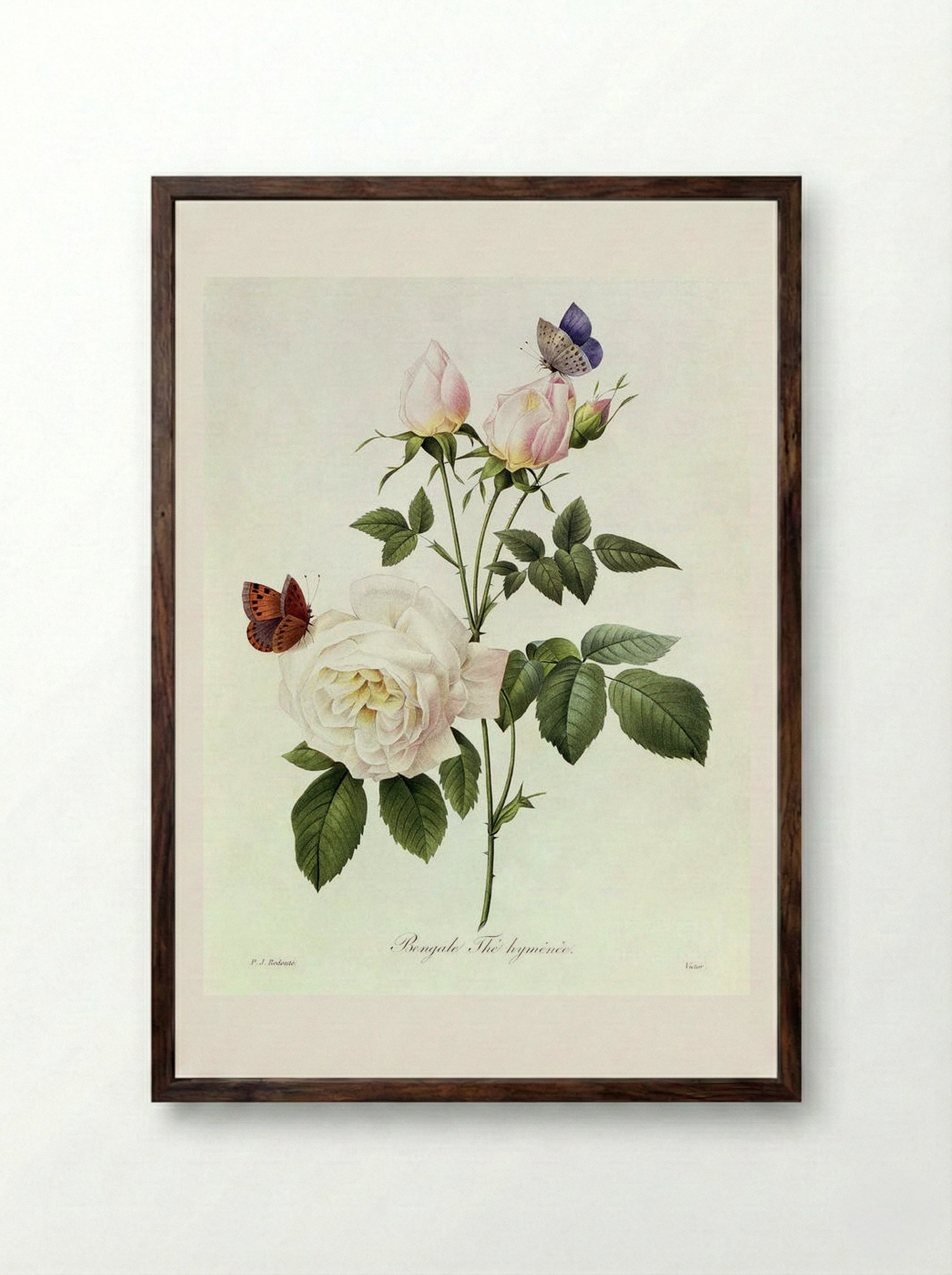 Rosa Bengale The Hymenes - Pierre-Joseph Redouté - Framed Print Dark Wood