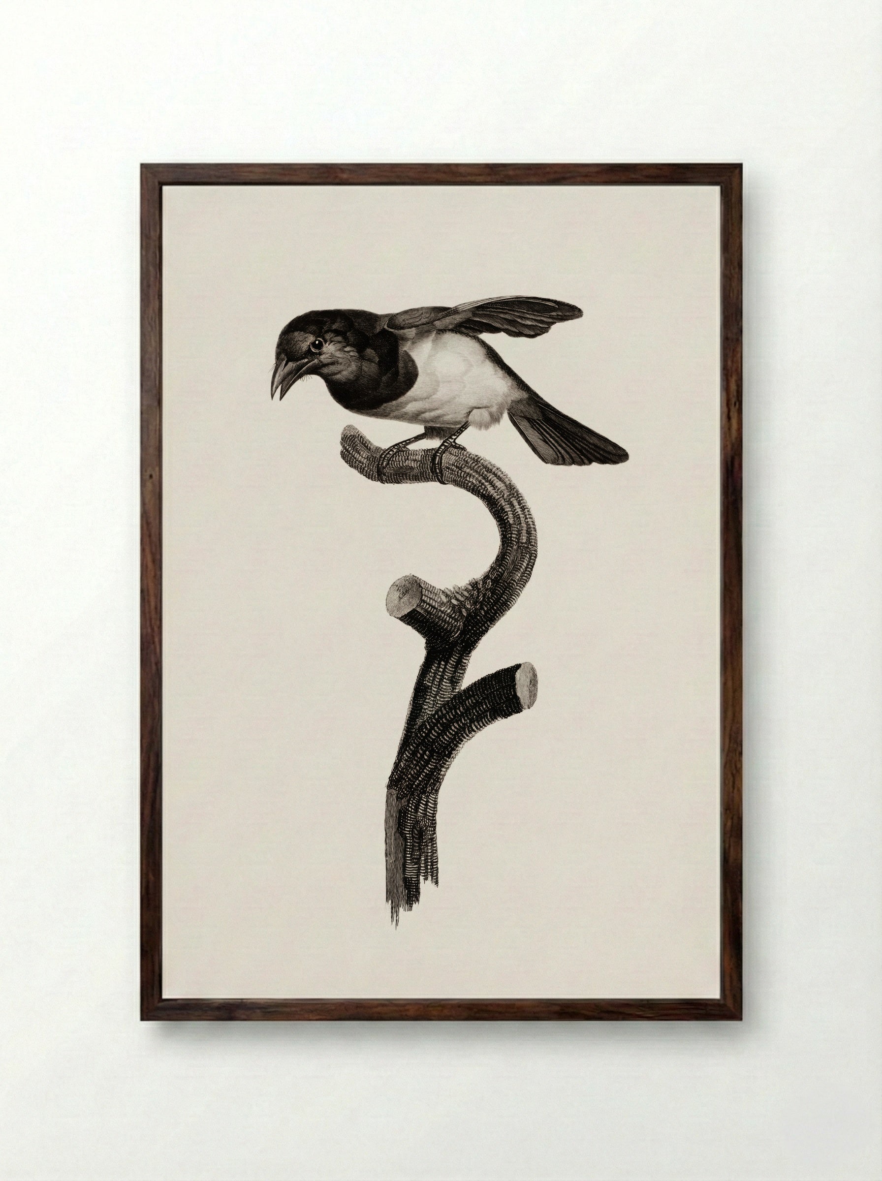 Black Barbet - Jacques Barraband - Framed Print Dark Wood