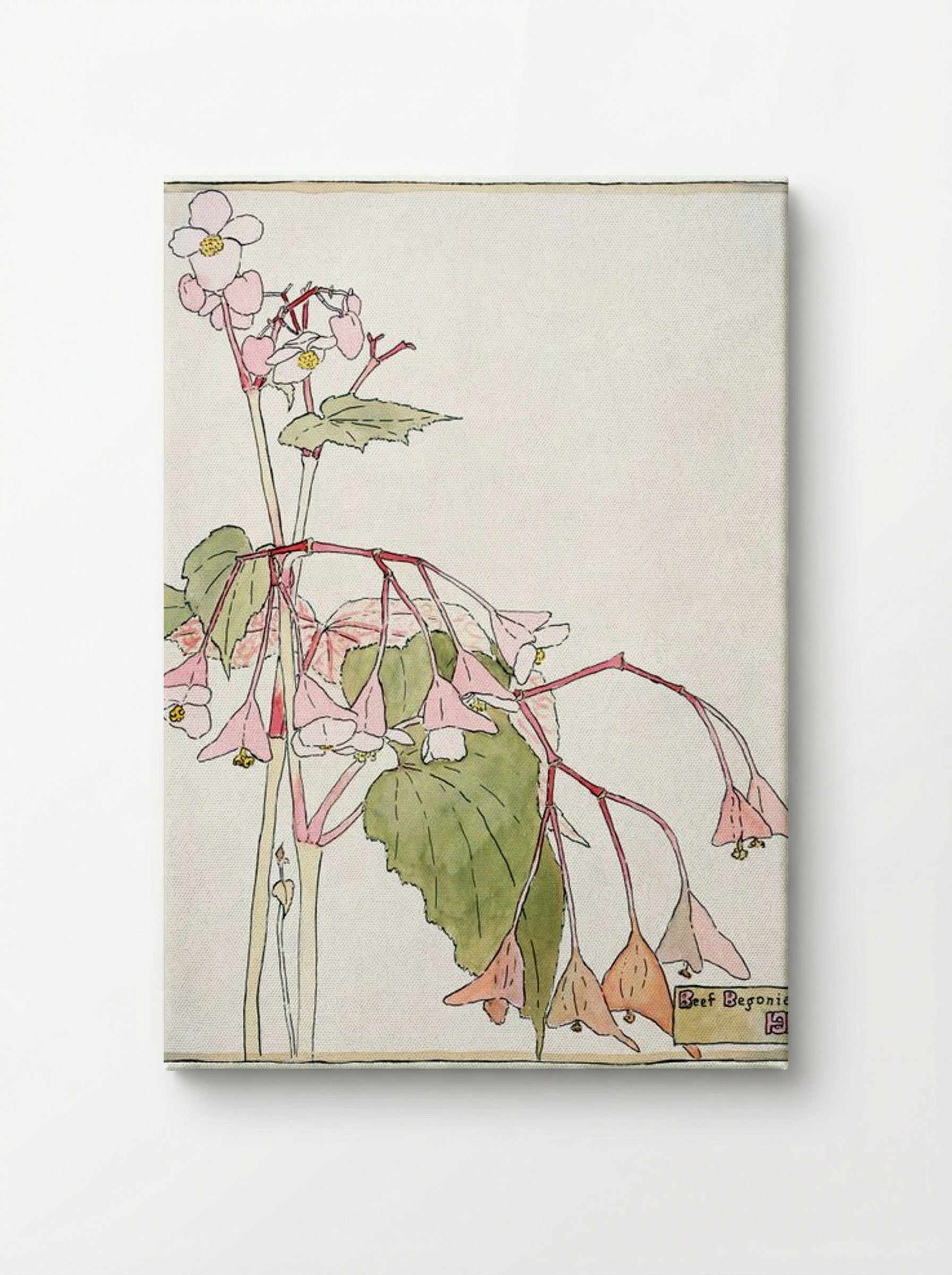 Beef Begonia - Hannah Borger Overbeck - Canvas