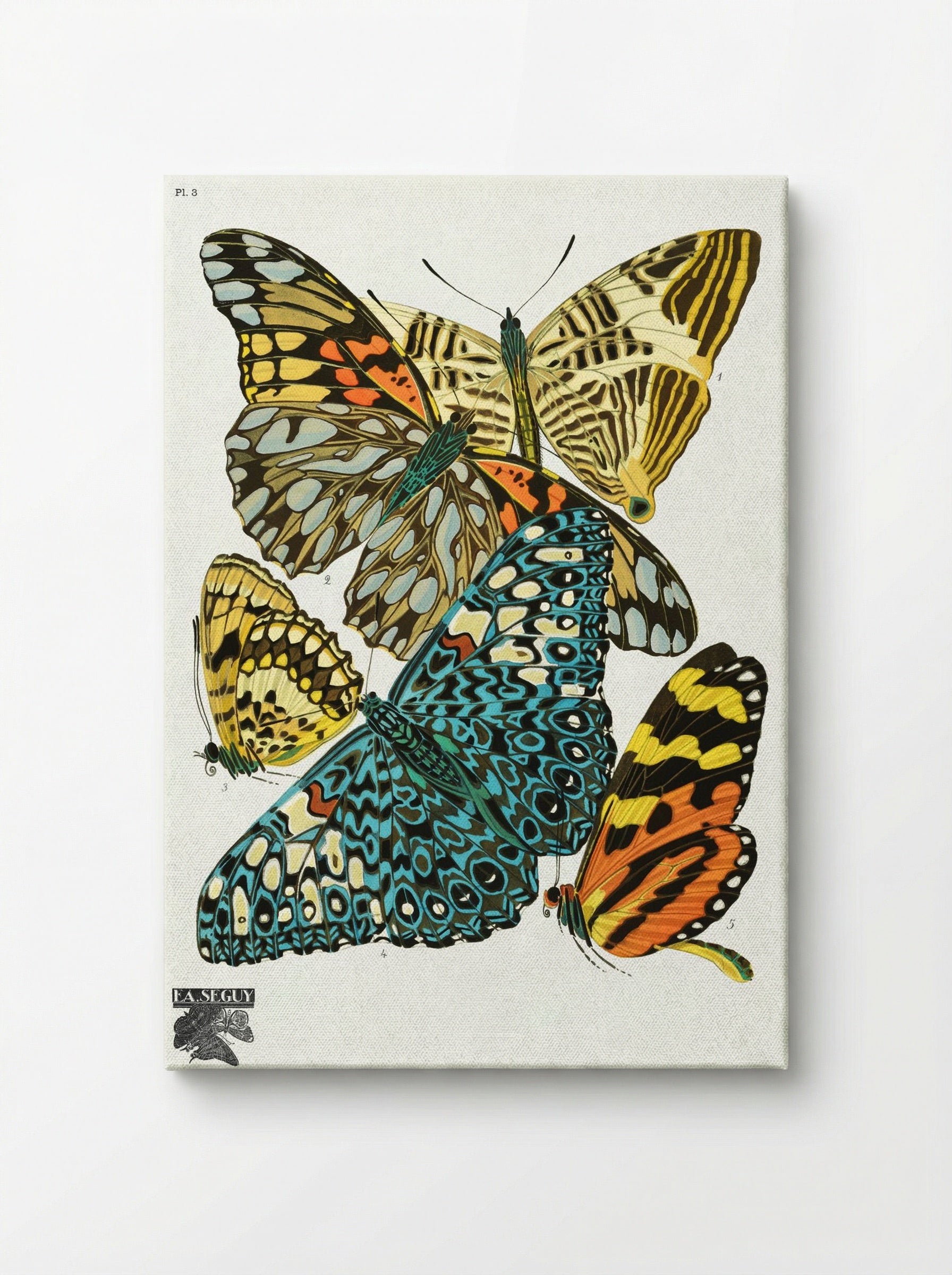 Butterflies, Plate 3 - Émile-Allain Séguy - Canvas