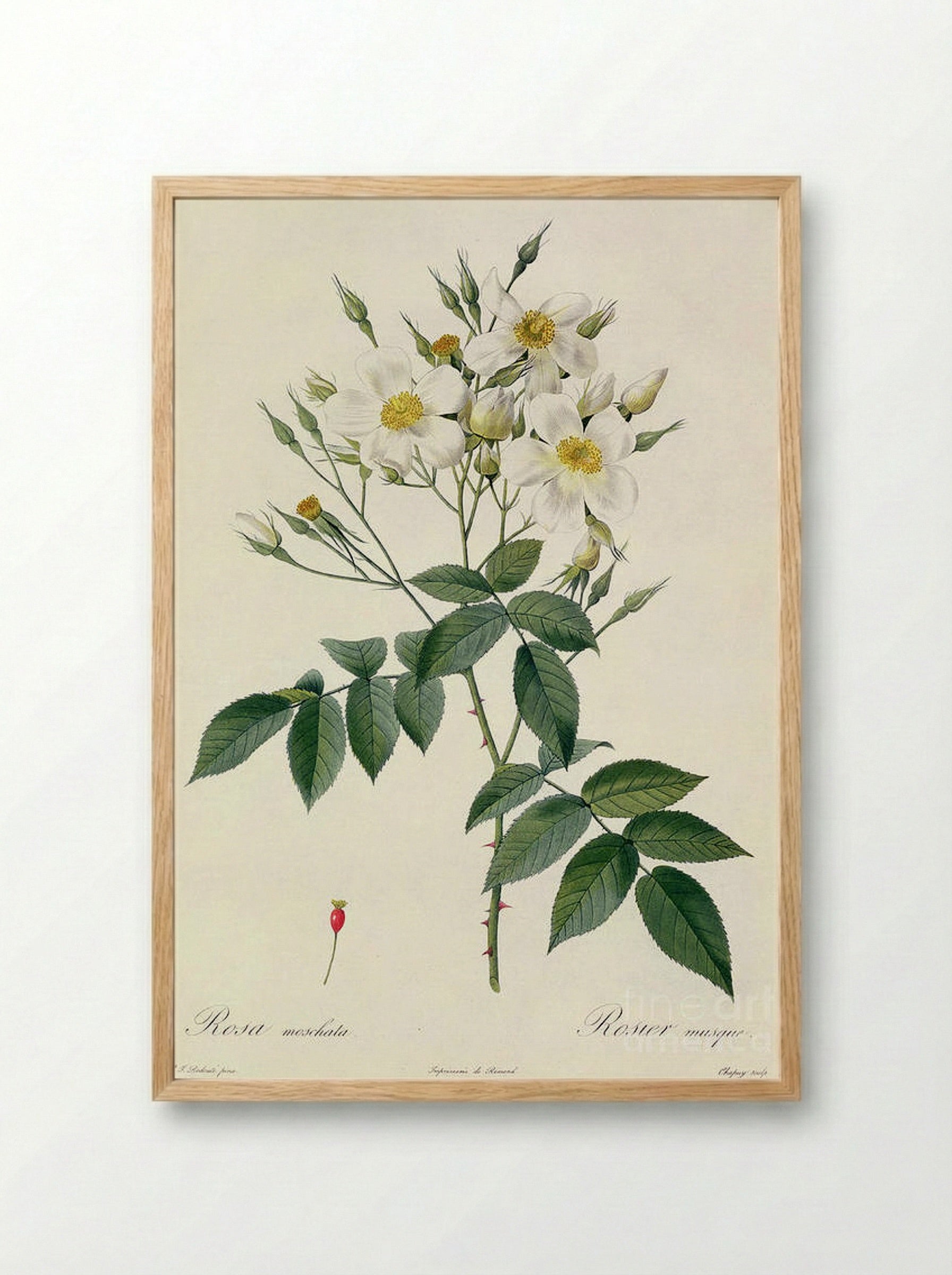 Musk - Pierre-Joseph Redouté - Framed Print Wood
