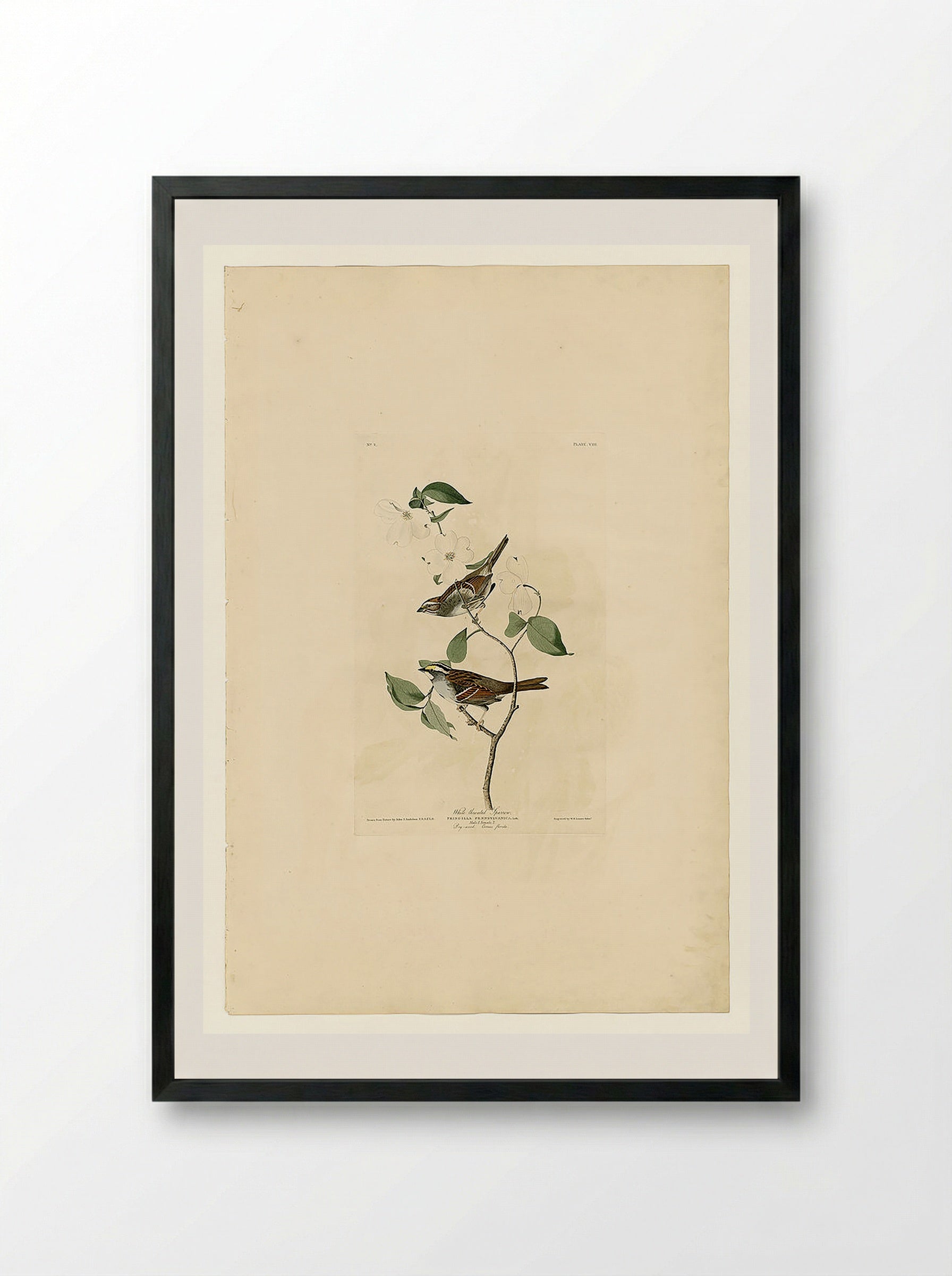 Plate 8 White-throated Sparrow - John James Audubon - Framed Print Black