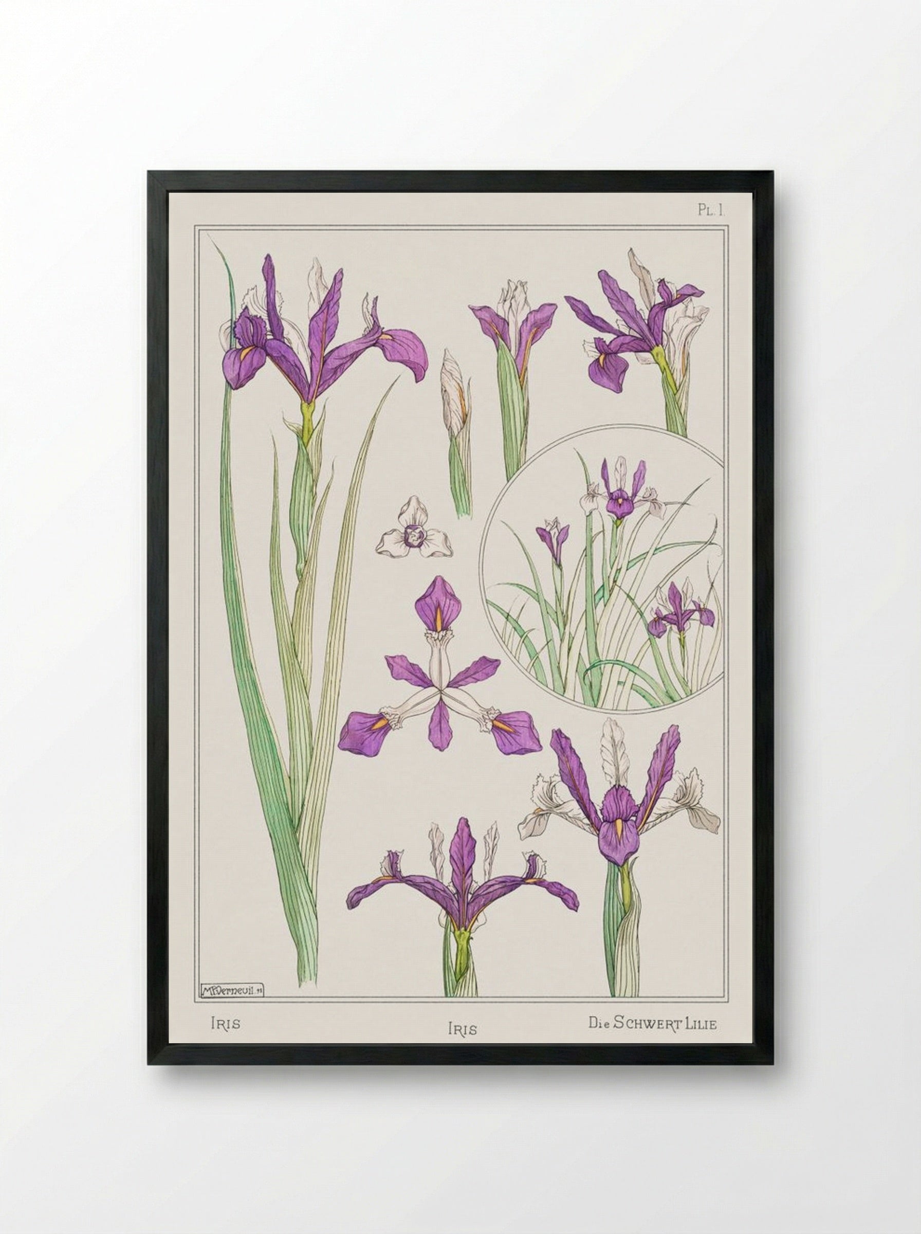 Iris, from La Plante et ses Applications ornementales - Maurice Pillard Verneuil - Framed Print Black