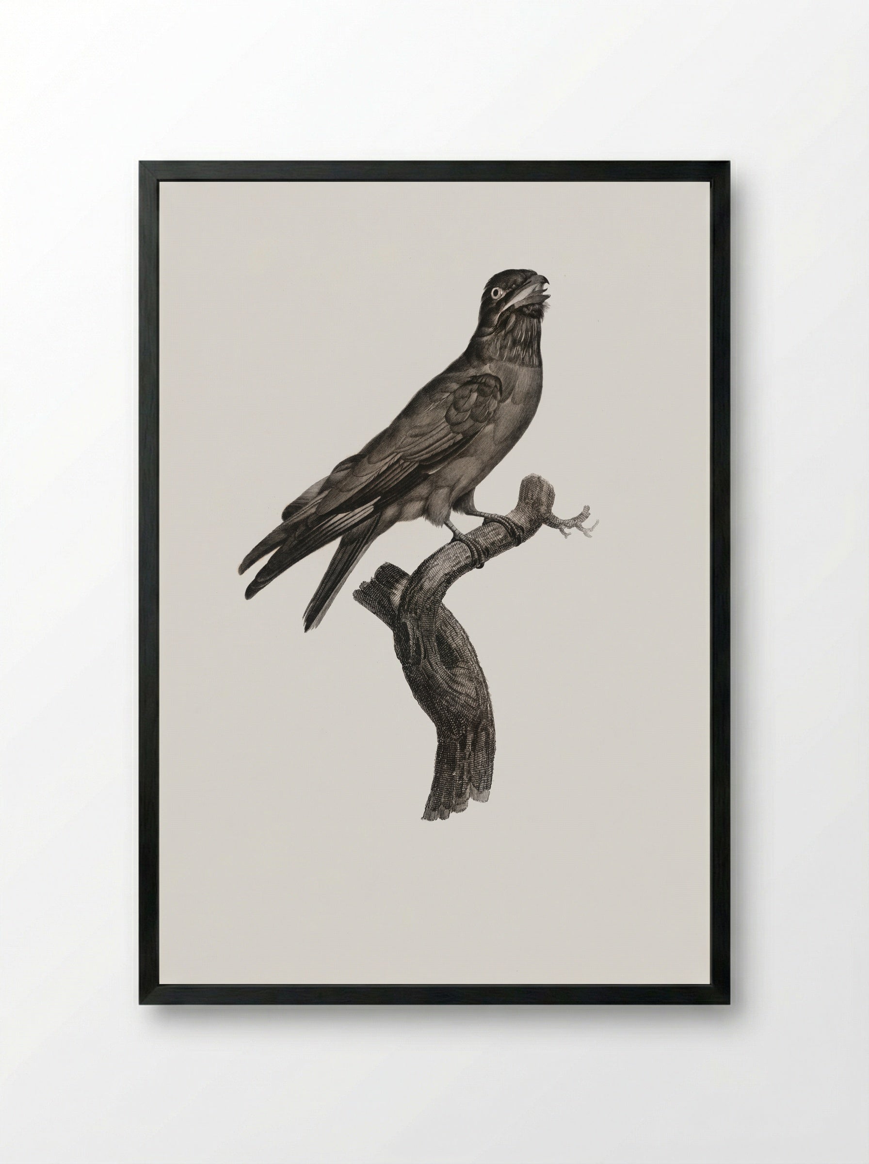 Blue-throated Roller - Jacques Barraband - Framed Print Black