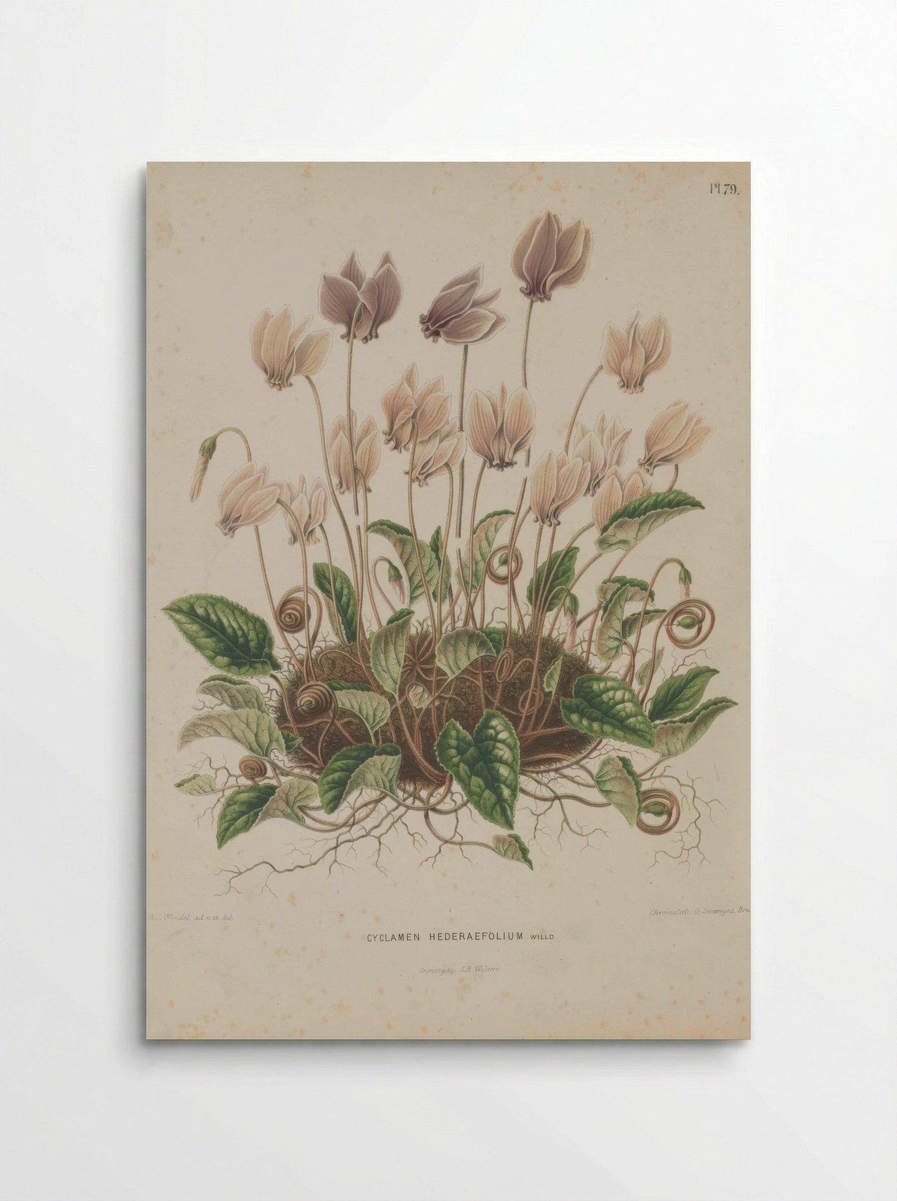 Cyclamen Hederifolium Aiton - A. J. Wendel - Poster