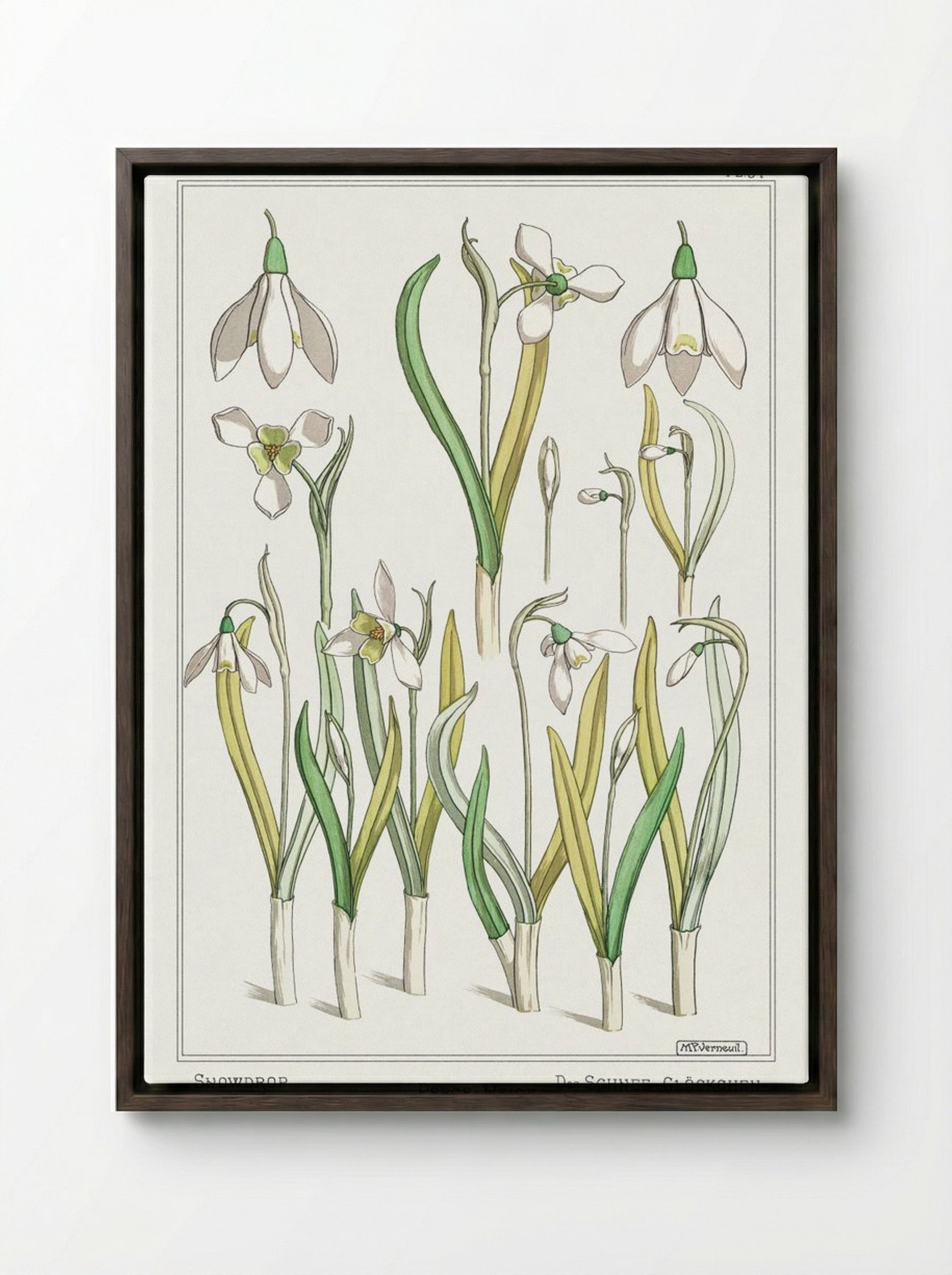 Perce-Neige (Snowdrops) - Maurice Pillard Verneuil - Framed Canvas Dark Wood