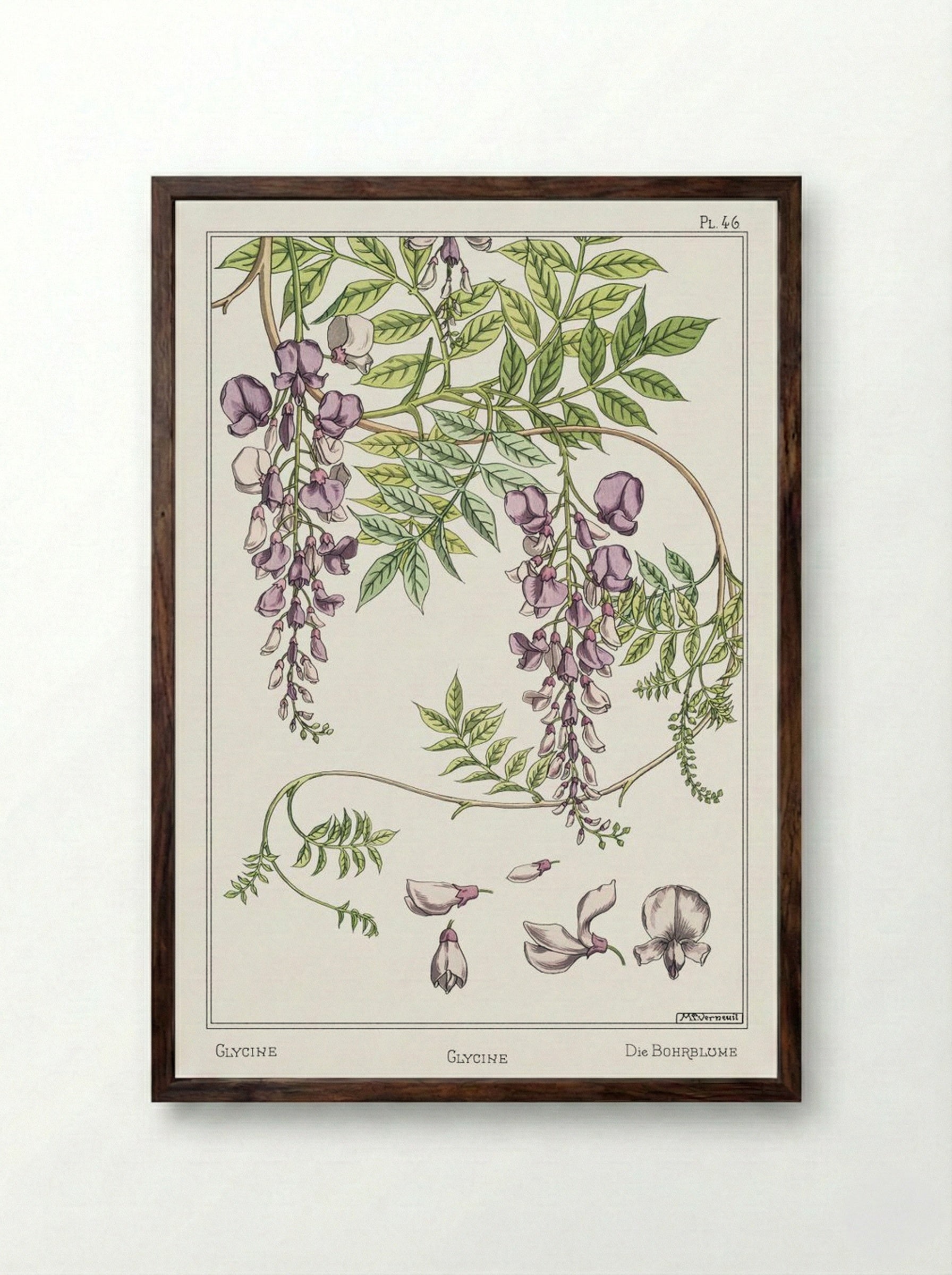 Glycine, Wisteria - Maurice Pillard Verneuil - Framed Print Dark Wood