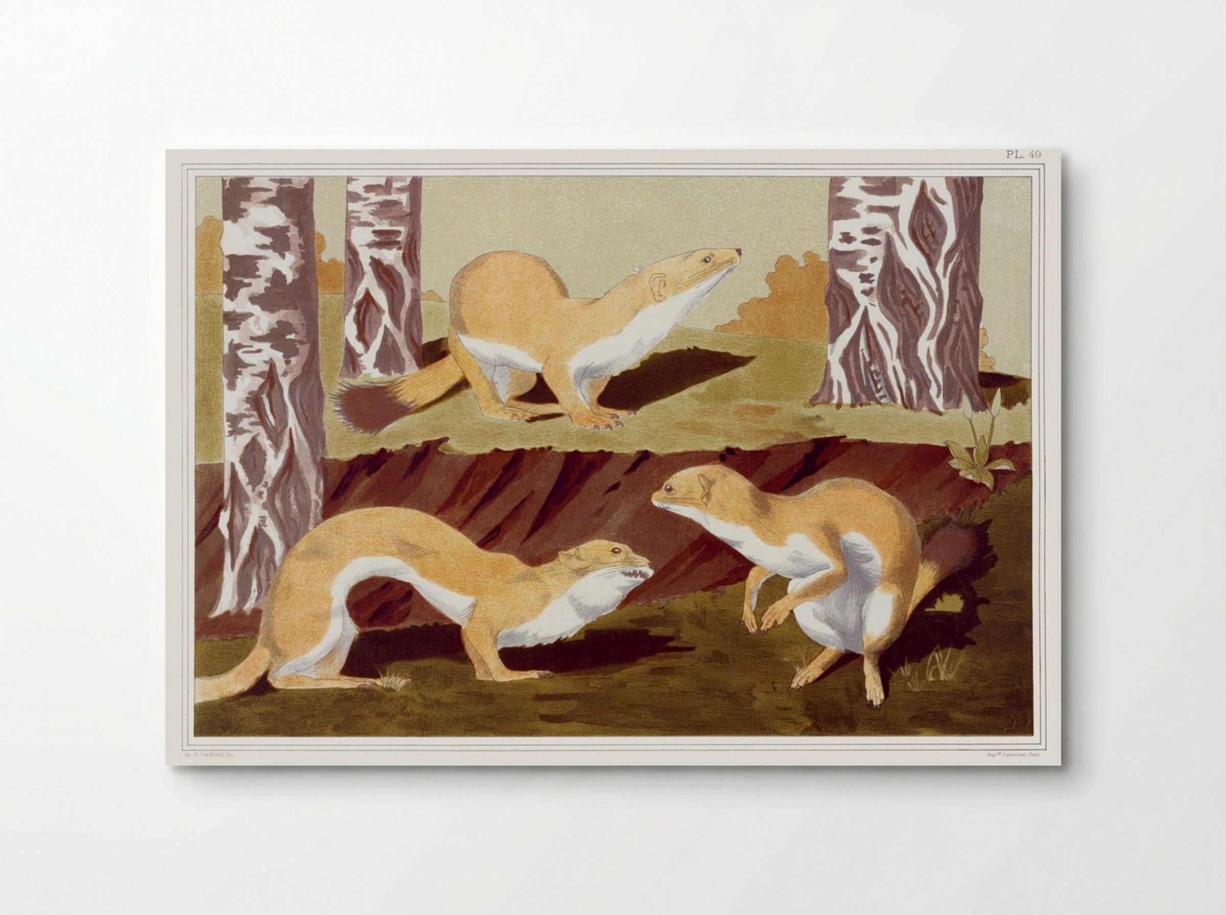 Hermines Vulgaires (Common Stoats) - Maurice Pillard Verneuil - Poster