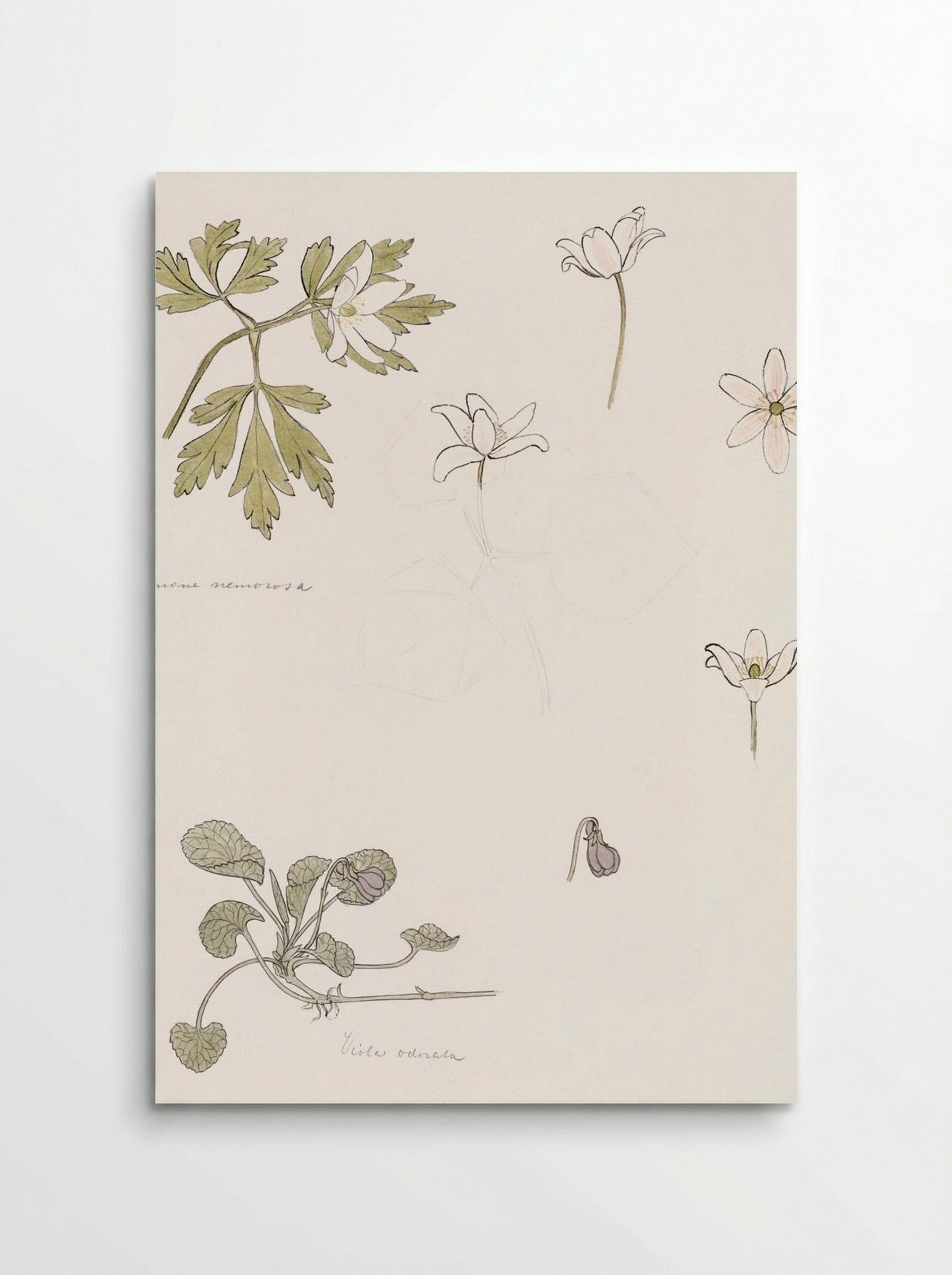 Sketches of Wood Anemone and Sweet Violet - Julie de Graag - Poster