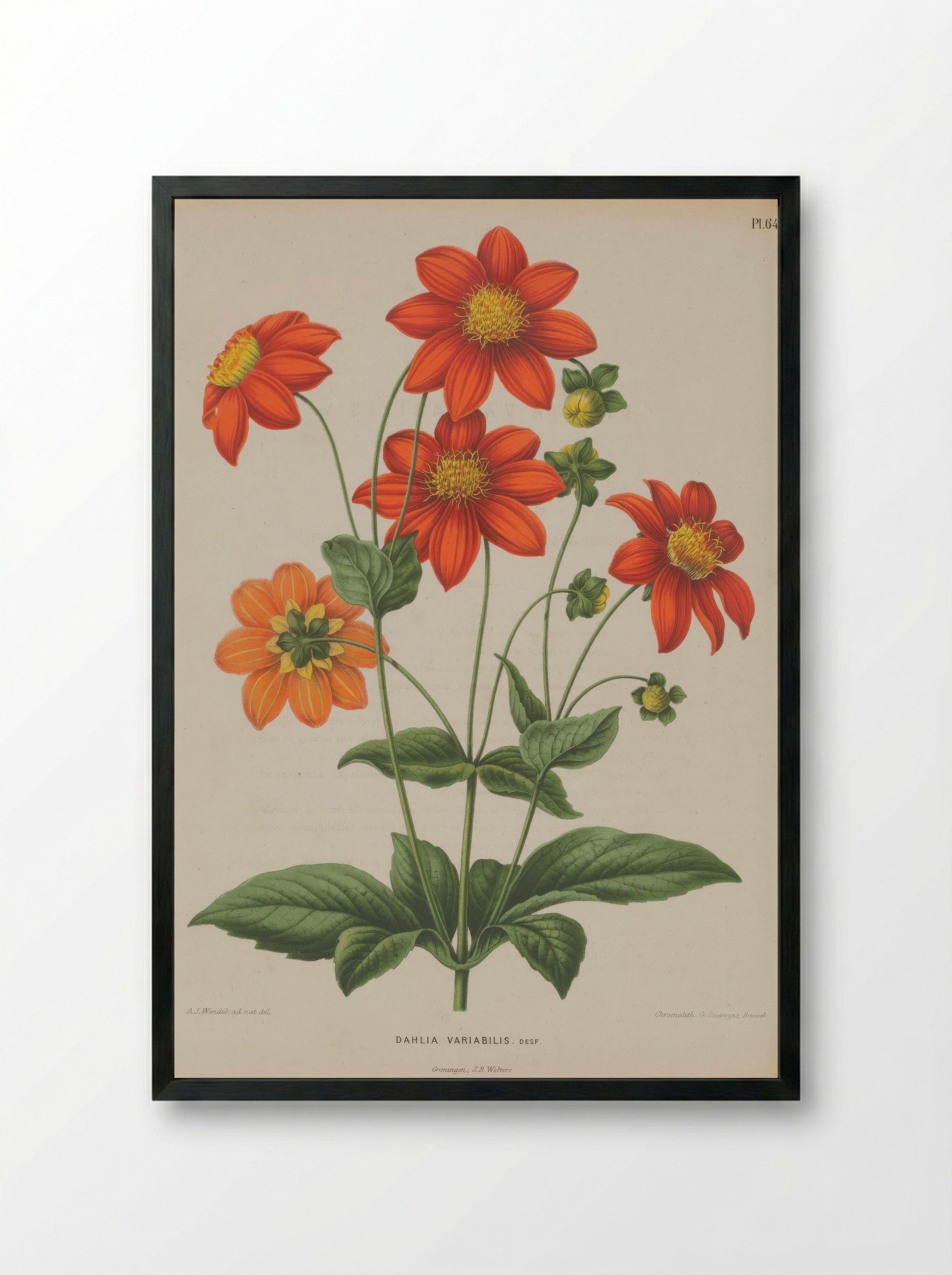 Dahlia Pinnata Cav. - A. J. Wendel - Framed Print Black