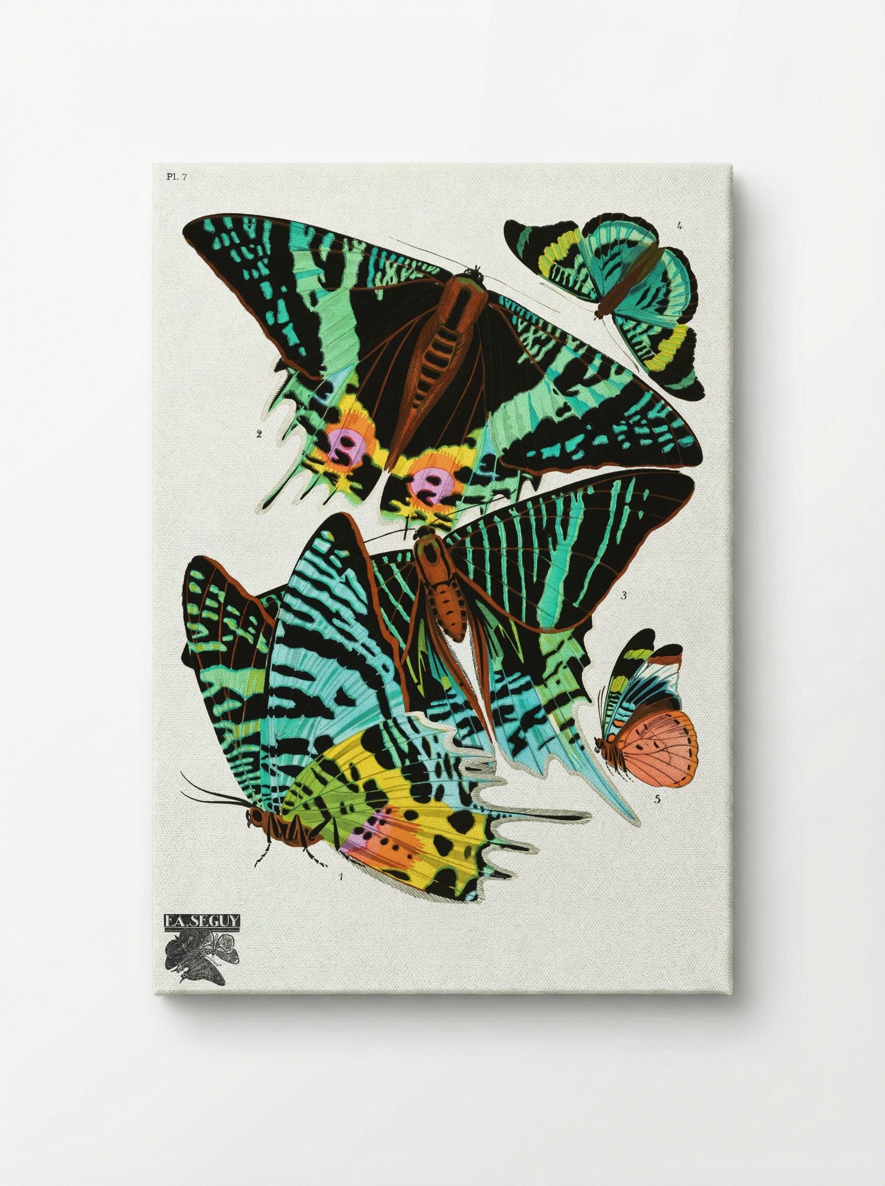 Butterflies (Plate 7) - Émile-Allain Séguy - Canvas