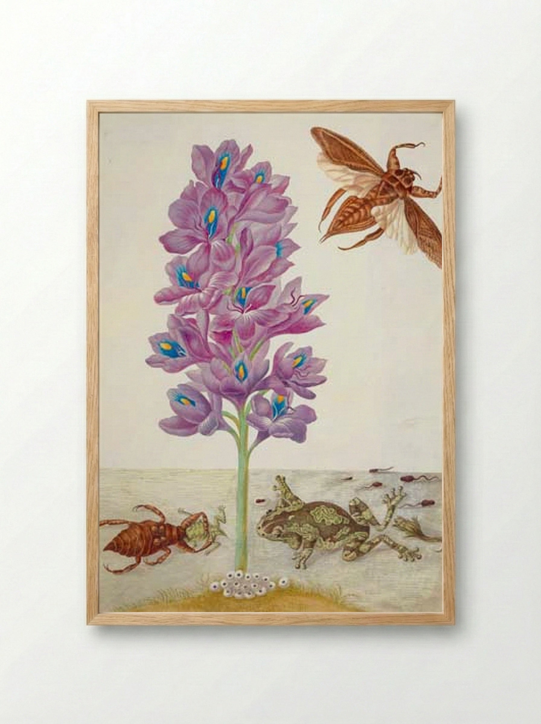 Wasserskorpion, Frösche, Kaulquappen und Wasserhyazinthe - Maria Sibylla Merian - Framed Print Wood