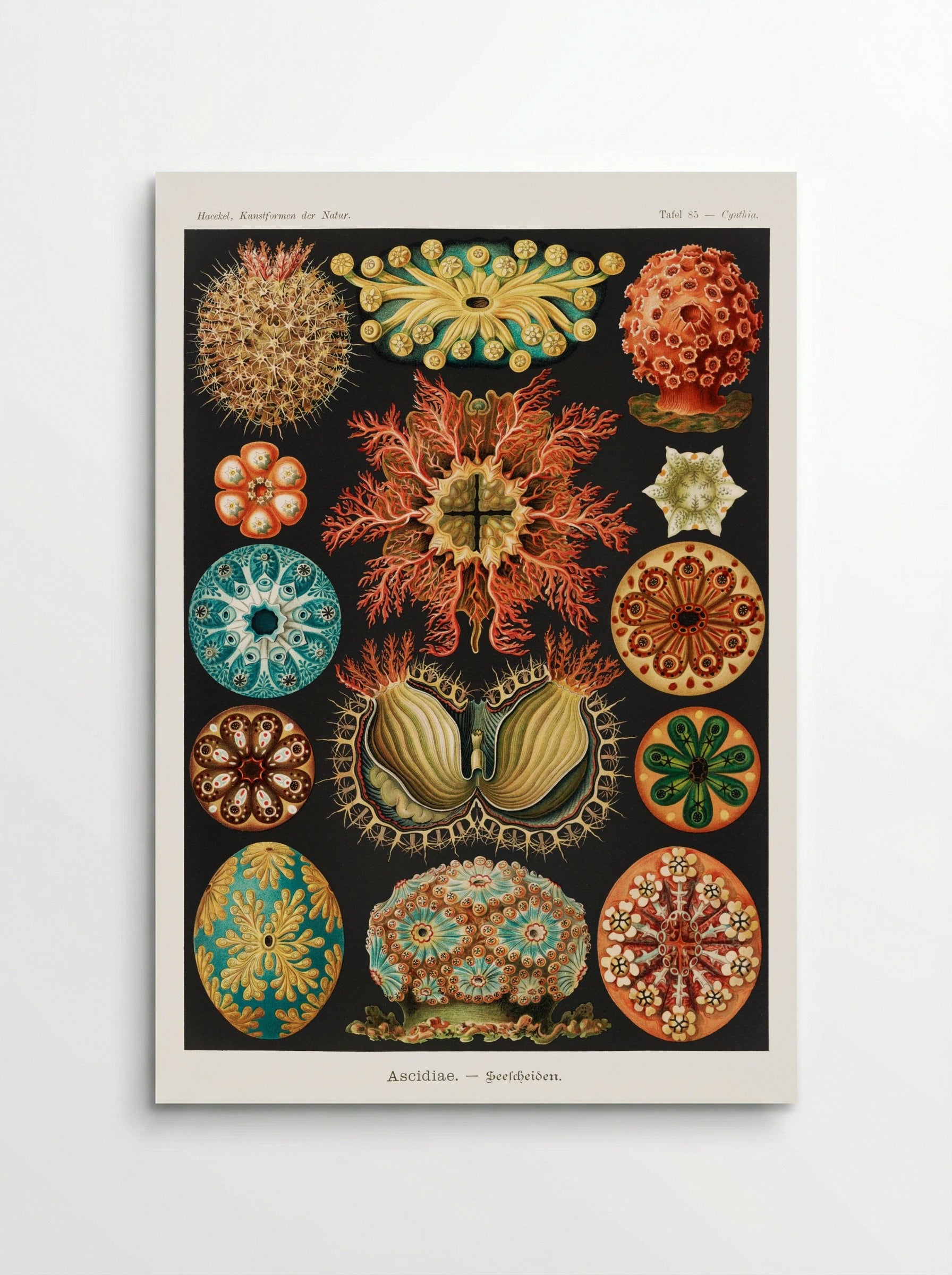 Ascidiae-Seescheiden (1904) - Ernst Haeckel - Poster