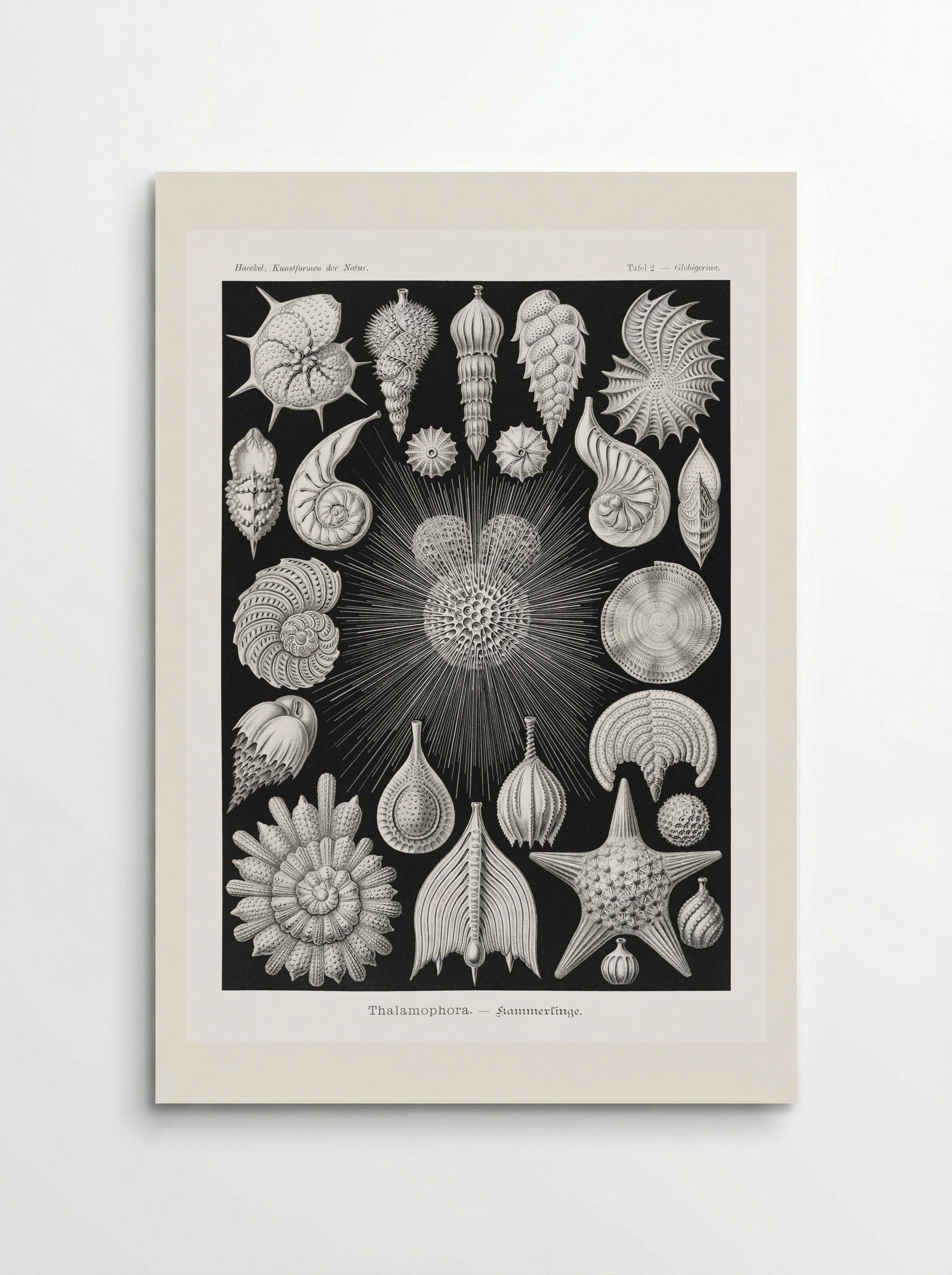Thalamophora-Kammerlinge (1904) - Ernst Haeckel - Poster