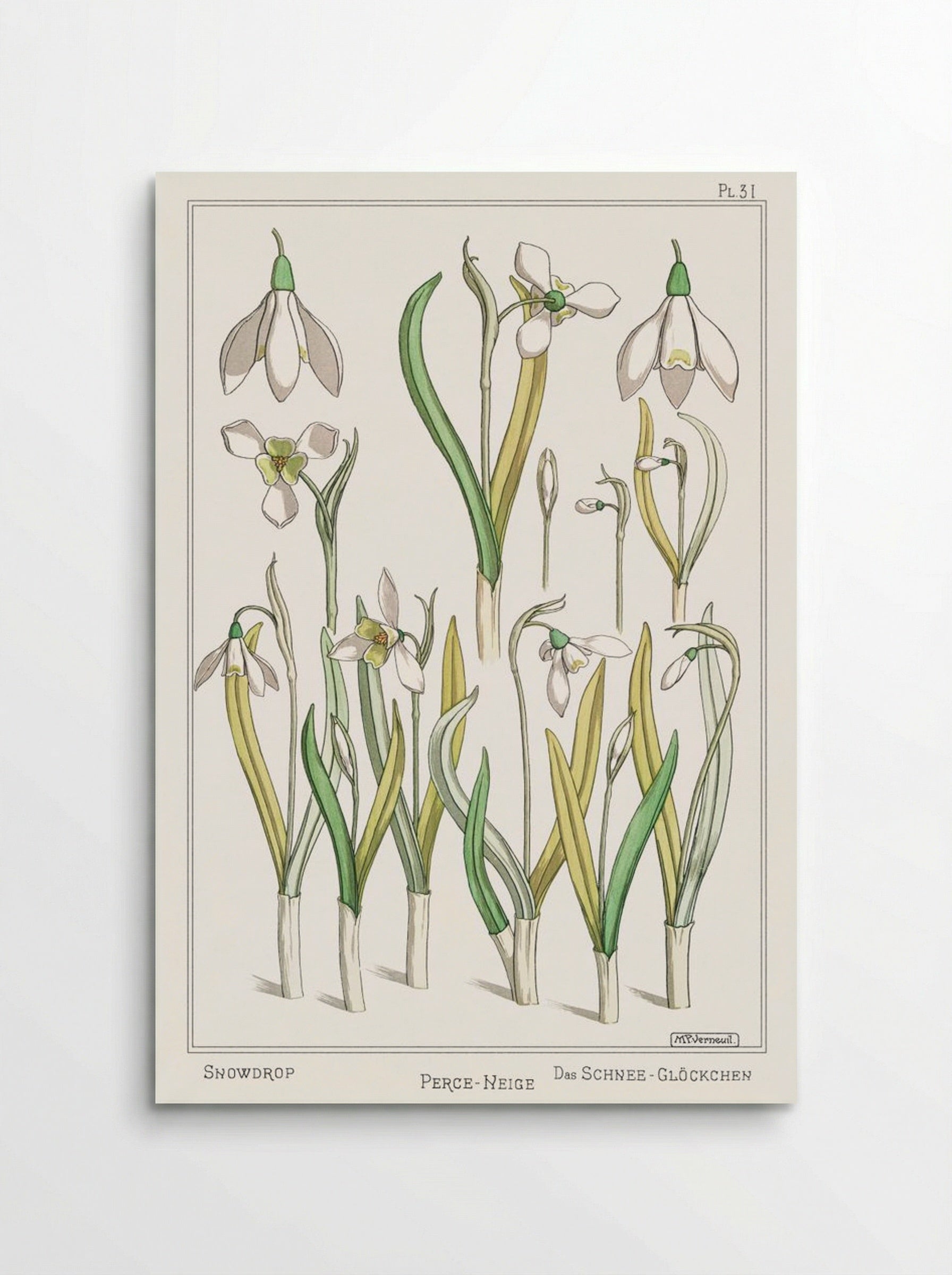 Perce-Neige (Snowdrops) - Maurice Pillard Verneuil - Poster
