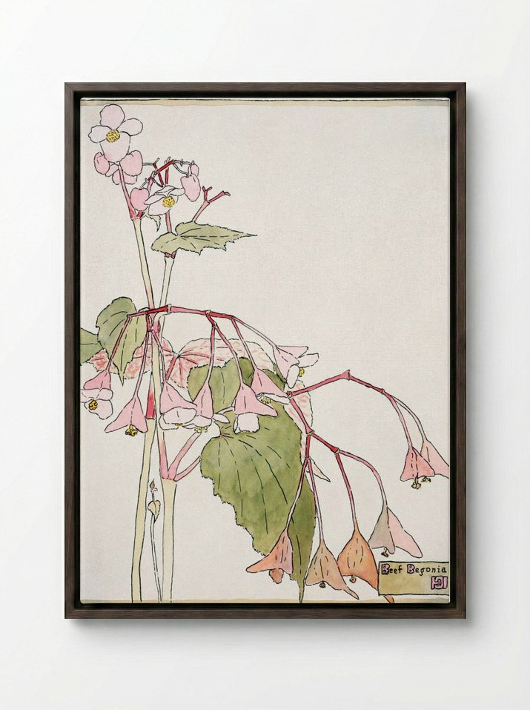 Beef Begonia - Hannah Borger Overbeck - Framed Canvas Dark Wood