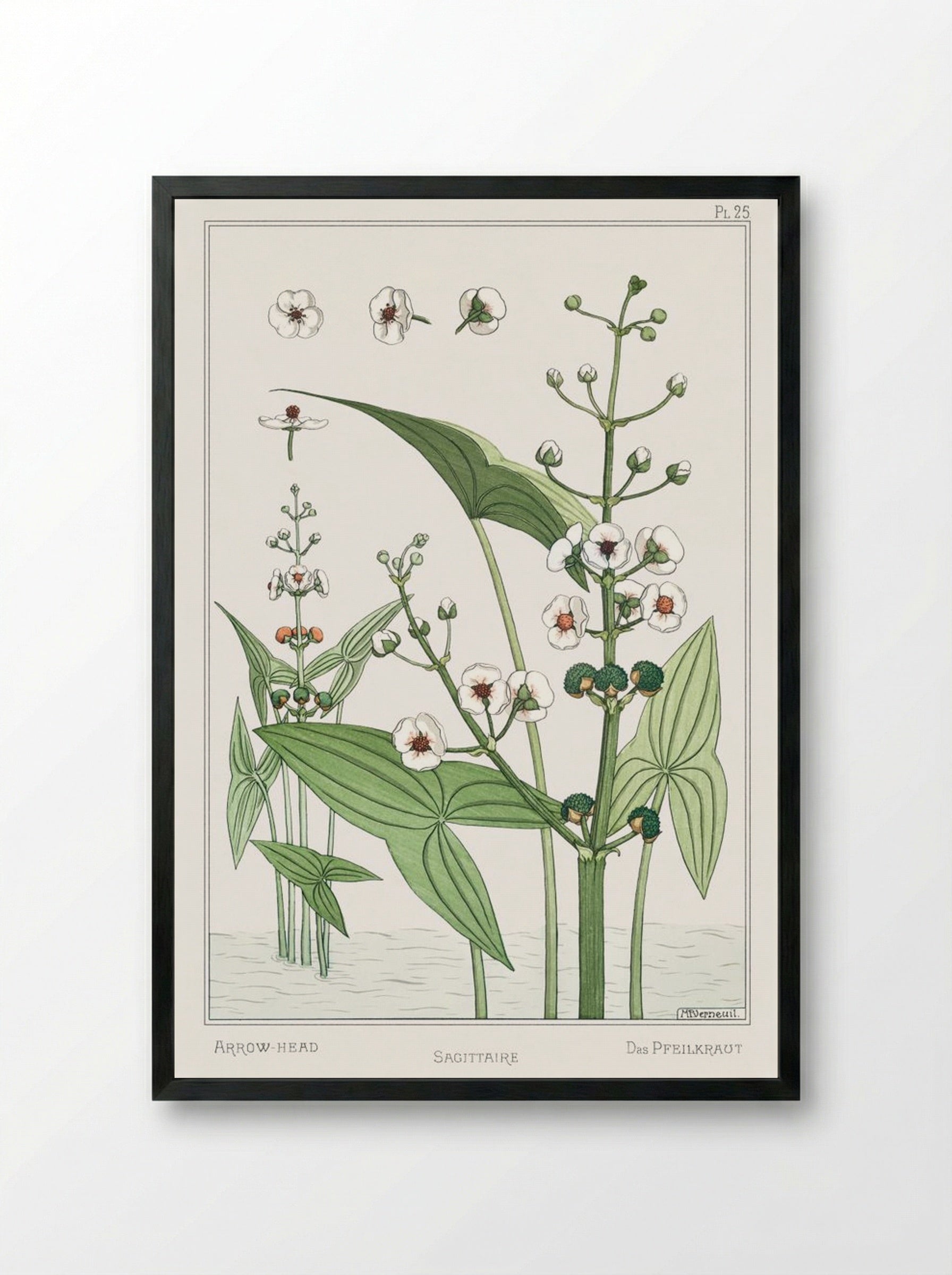 Sagittaire (Arrowhead) from La Plante et ses Applications ornementales - Maurice Pillard Verneuil - Framed Print Black