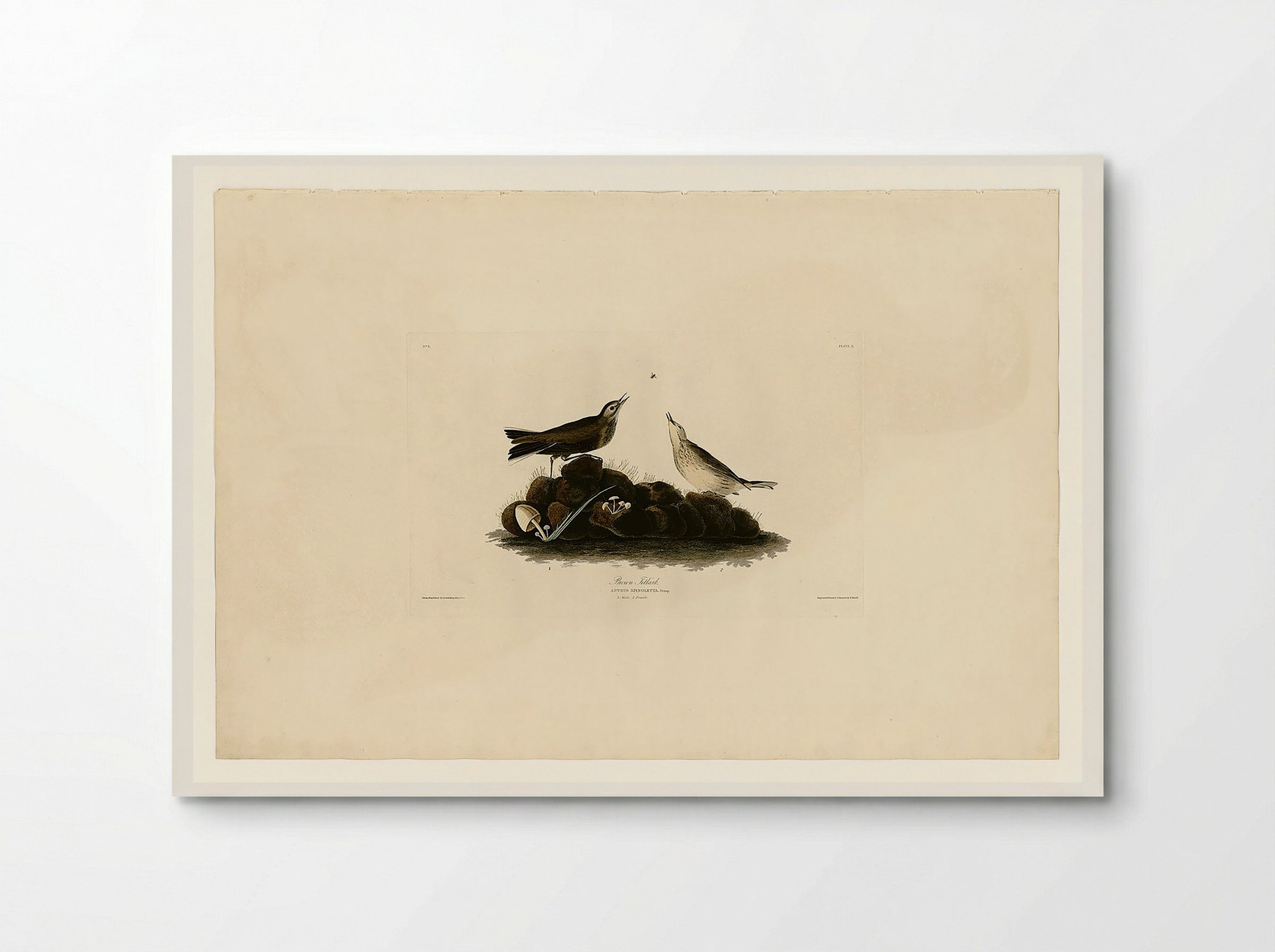 Plate 10. Brown Titlark - John James Audubon - Poster