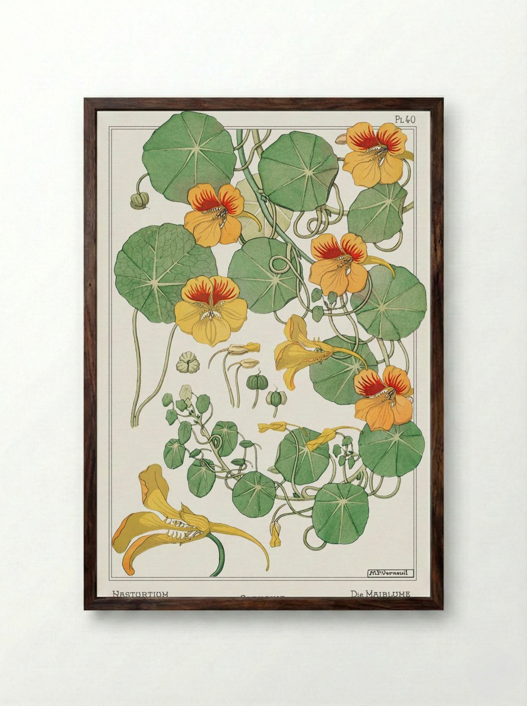 Capucine (Nasturtium) - Maurice Pillard Verneuil - Framed Print Dark Wood