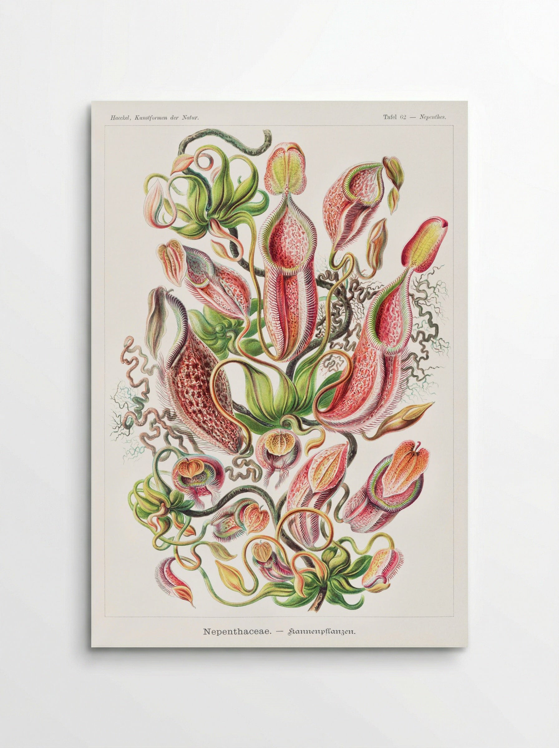 Nepenthaceae-Kannenpflanzen (1904) - Ernst Haeckel - Poster