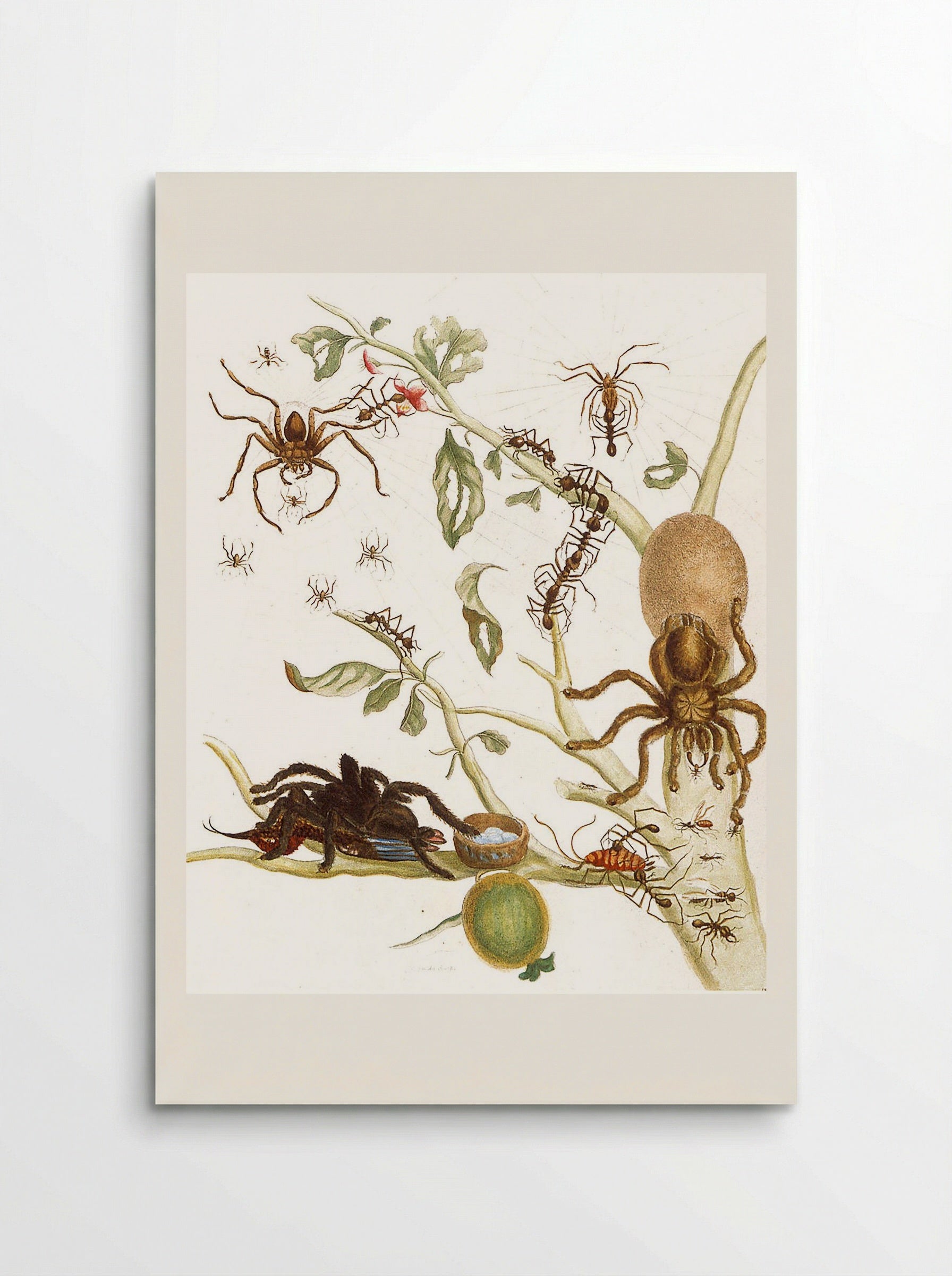 Spiders, Ants and Hummingbird on a Branch of a Guava - Maria Sibylla Merian - Poster
