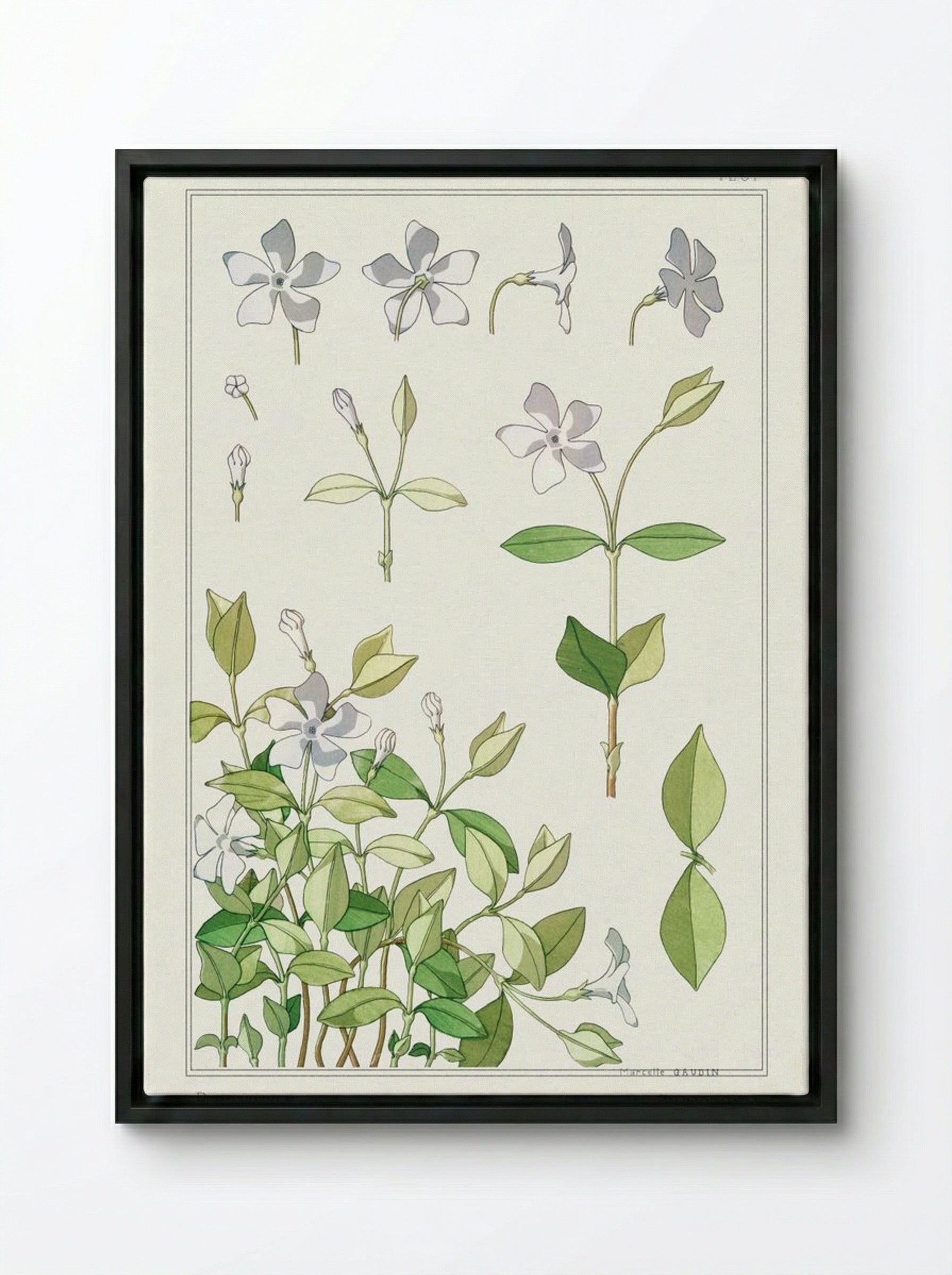 Pervenche (Periwinkle) from La Plante et ses Applications ornementales - Maurice Pillard Verneuil - Framed Canvas Black