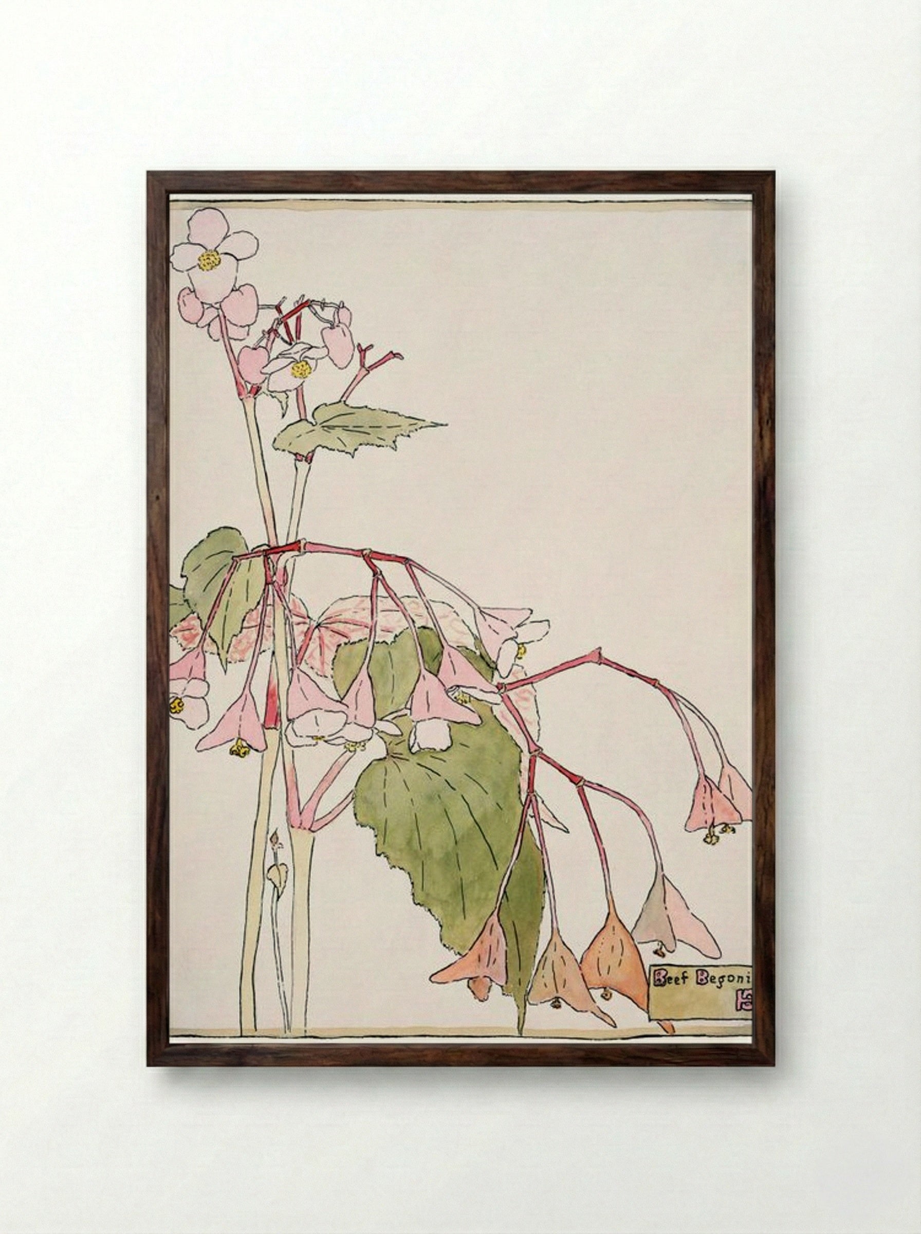 Beef Begonia - Hannah Borger Overbeck - Framed Print Dark Wood