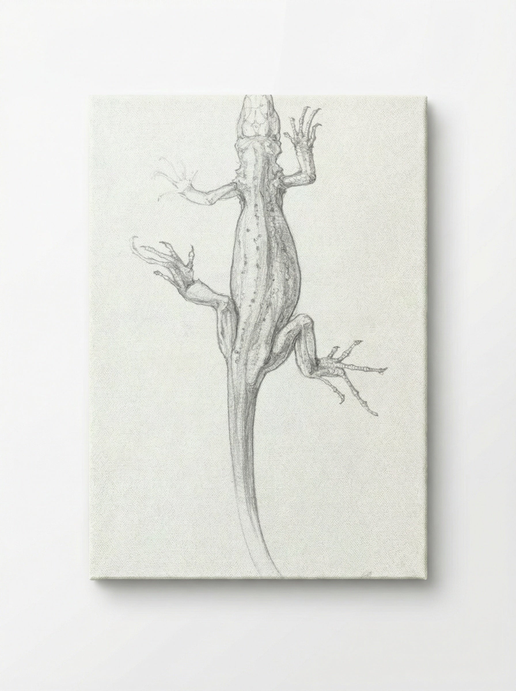 Sketch of a Lizard - Julie de Graag - Canvas