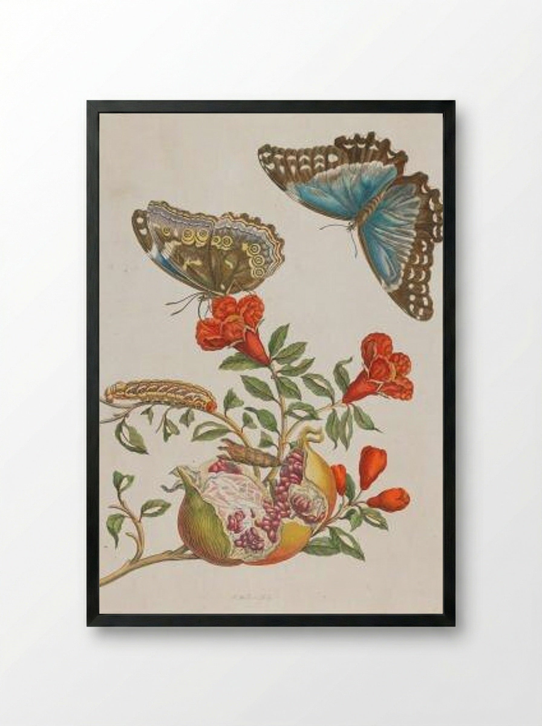 Granatapfel (Pomegranate) - Maria Sibylla Merian - Framed Print Black